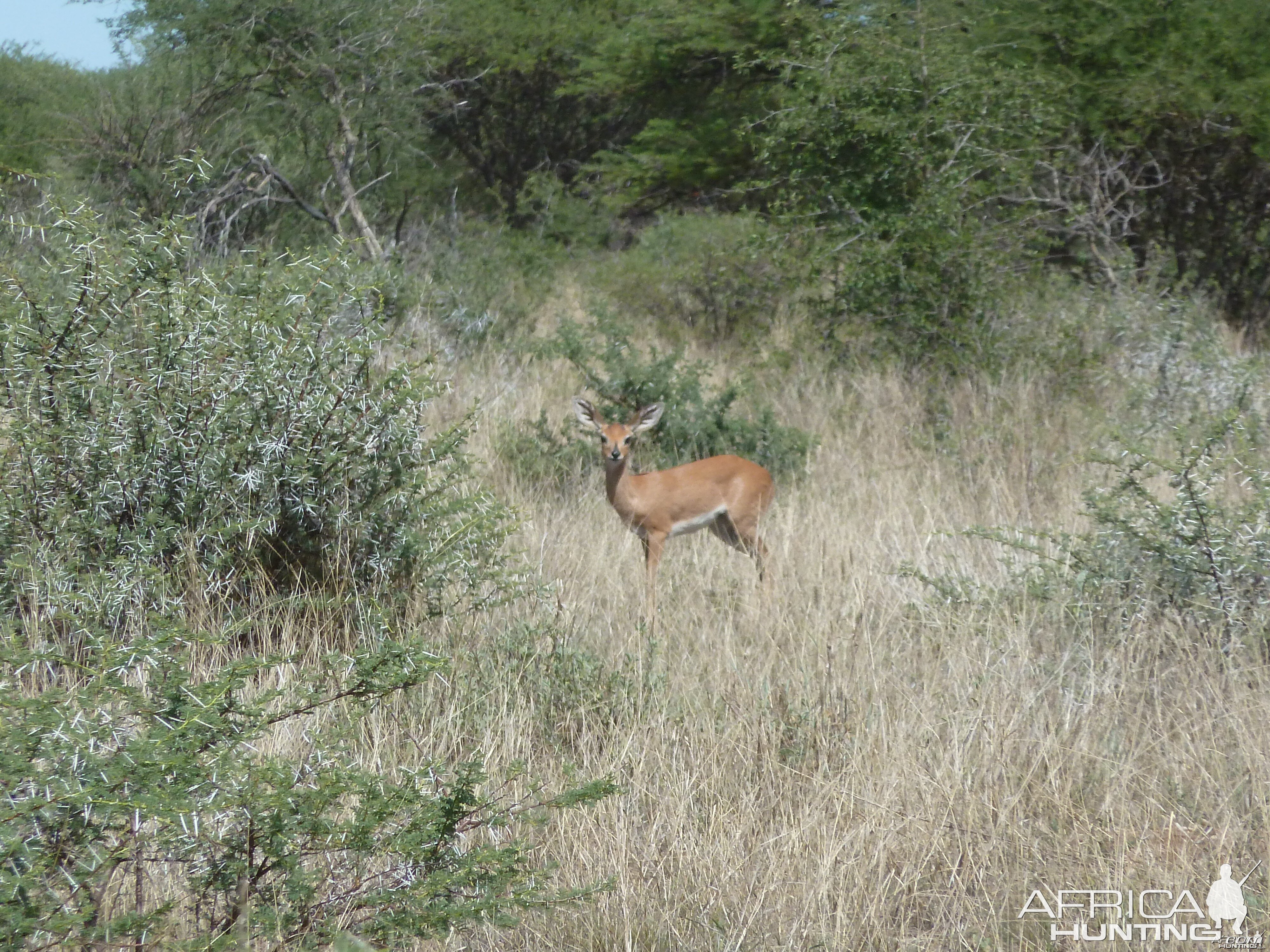 Steenbok in Namibia