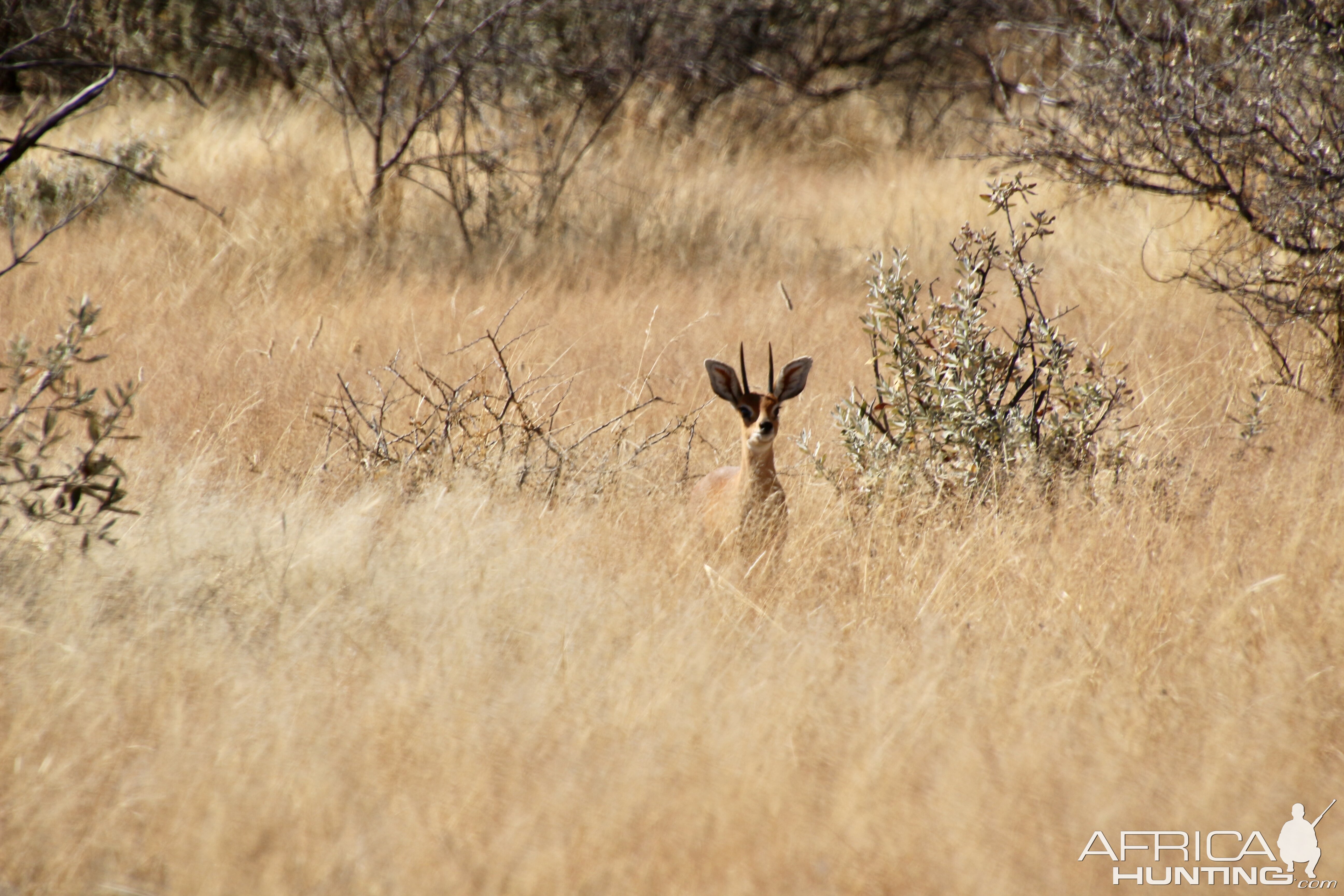 Steenbok Namibia