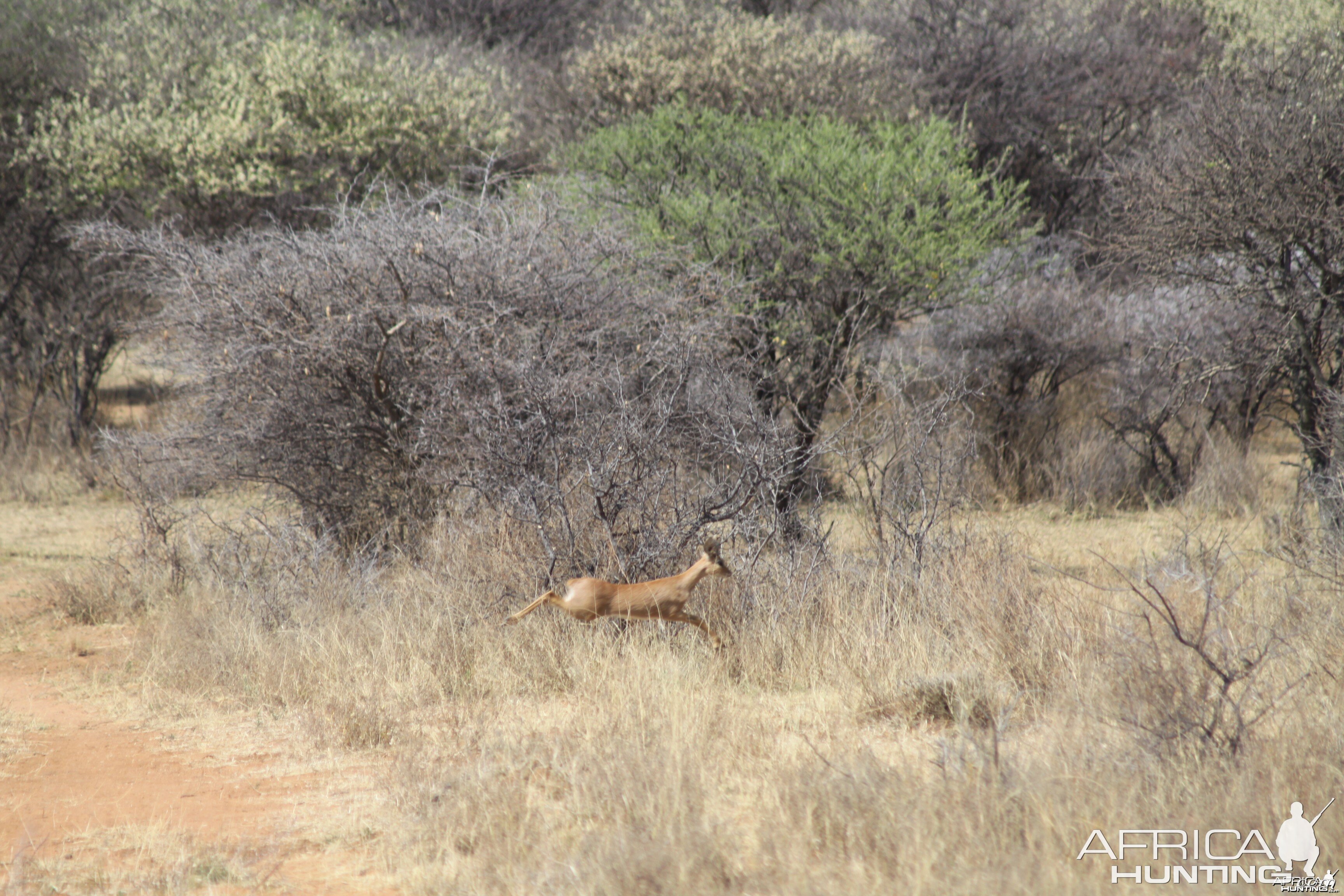 Steenbok Namibia