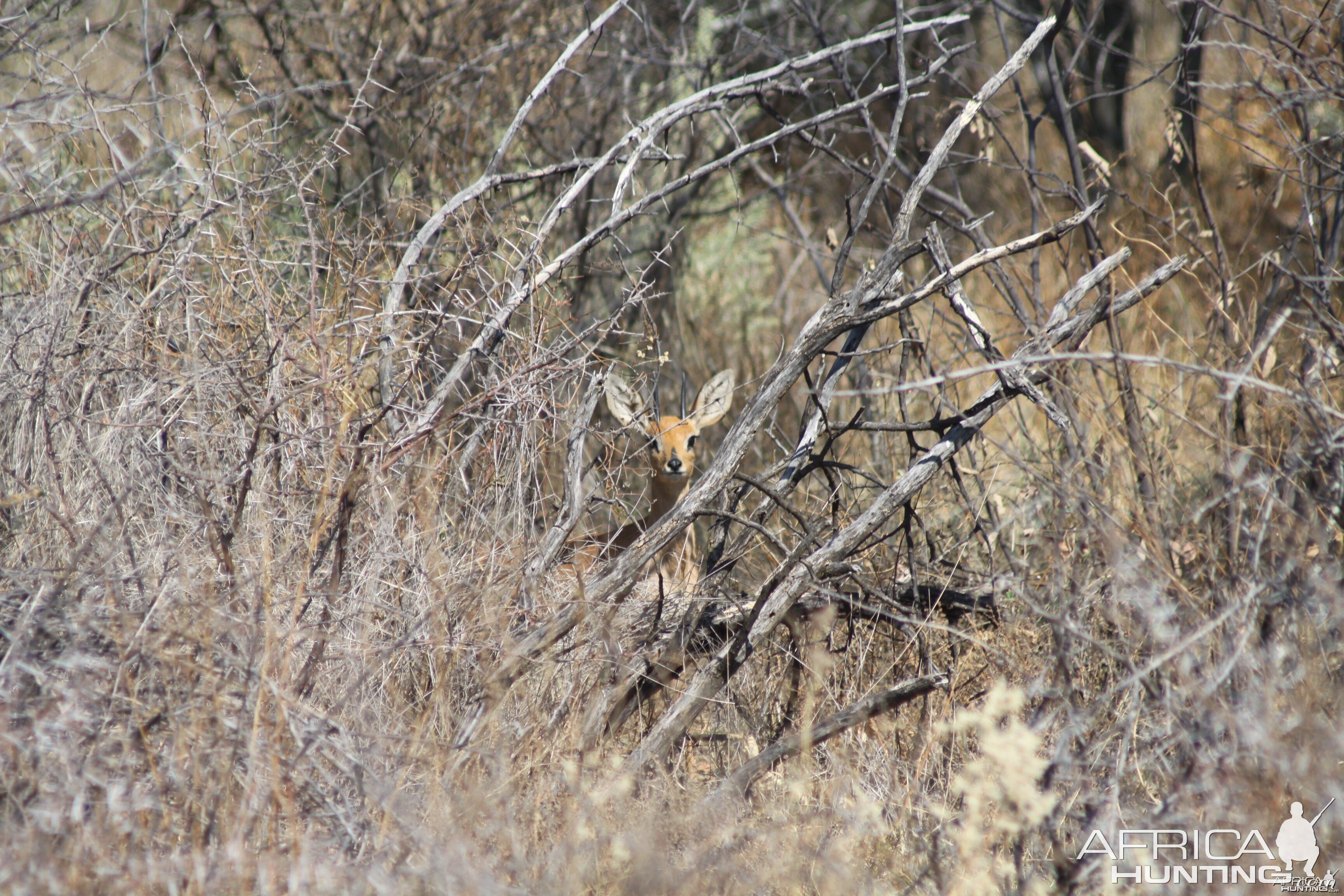 Steenbok Namibia