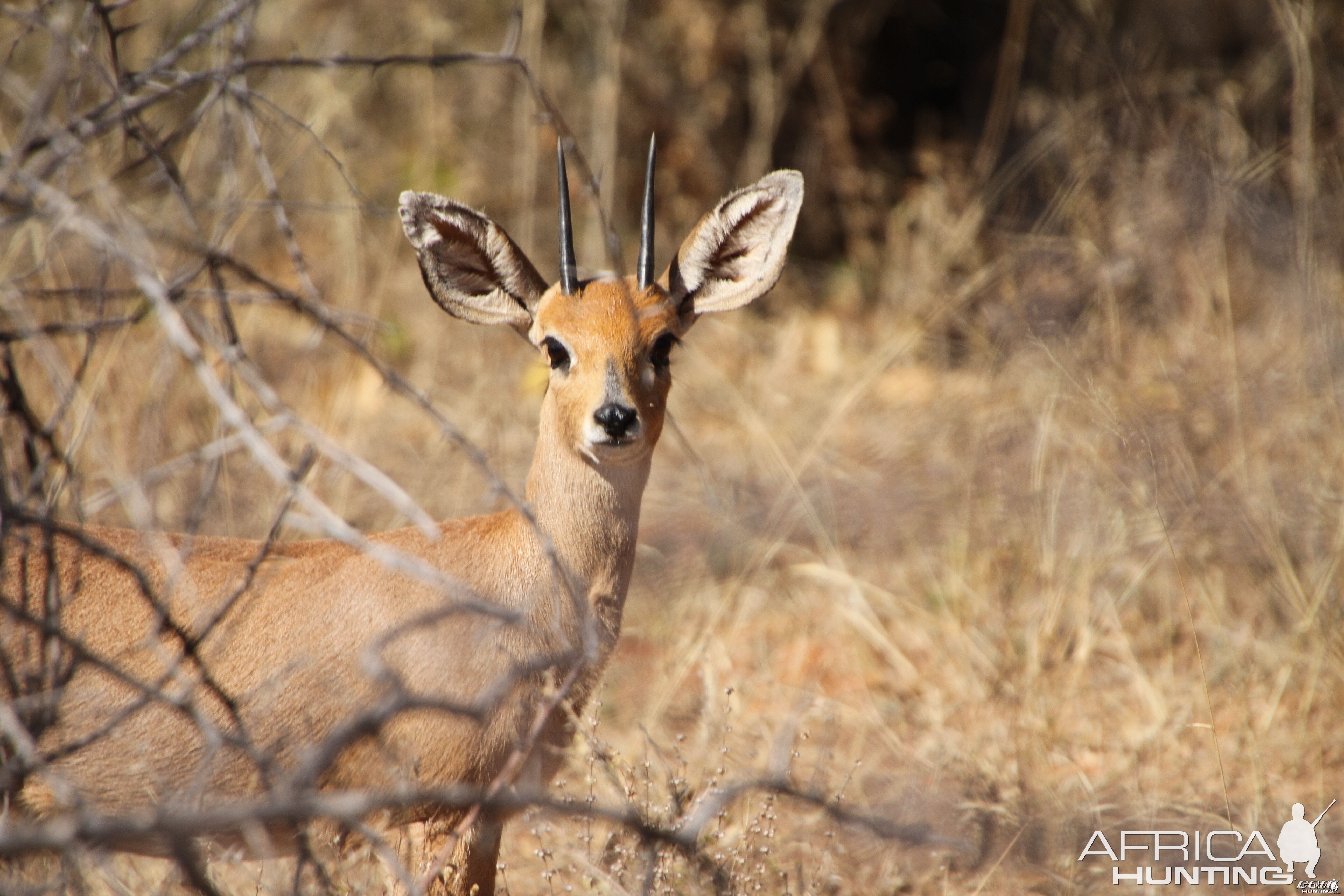 Steenbok Namibia