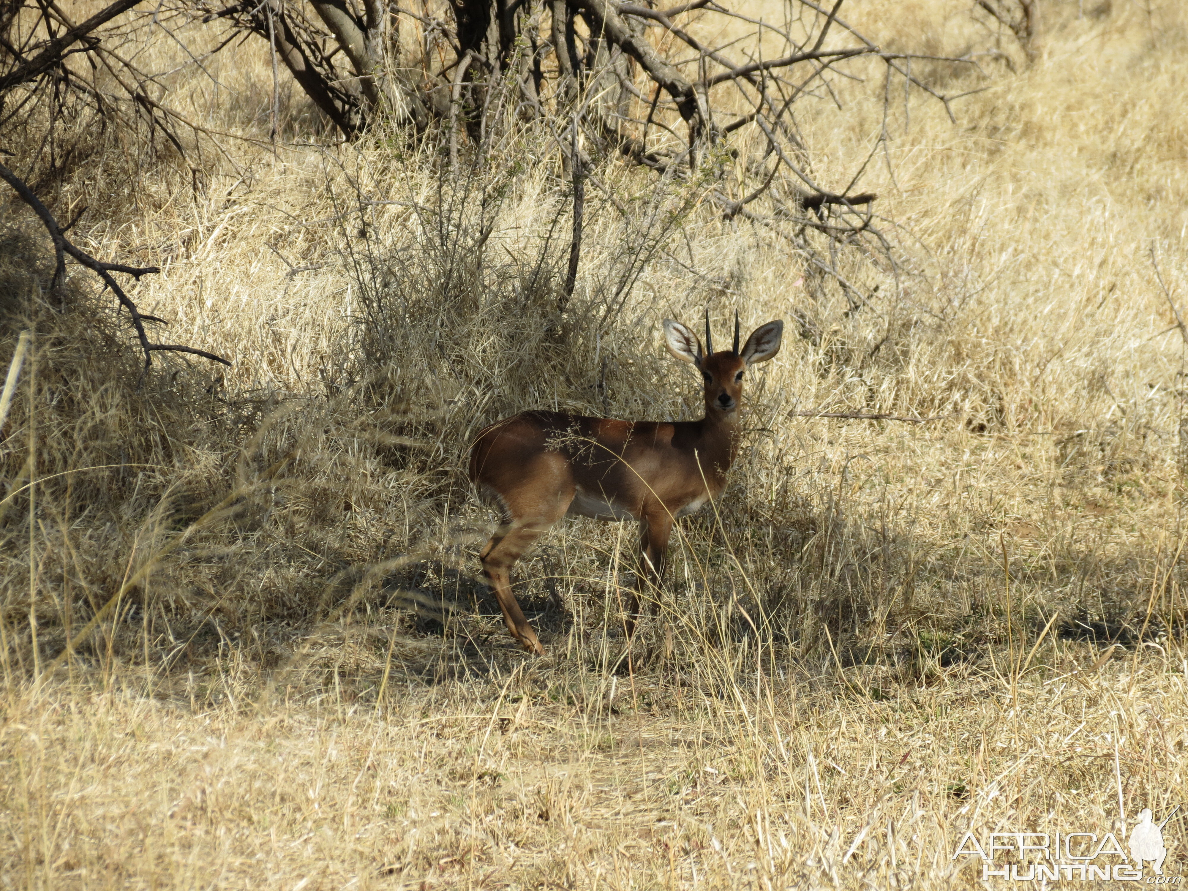 Steenbok Namibia