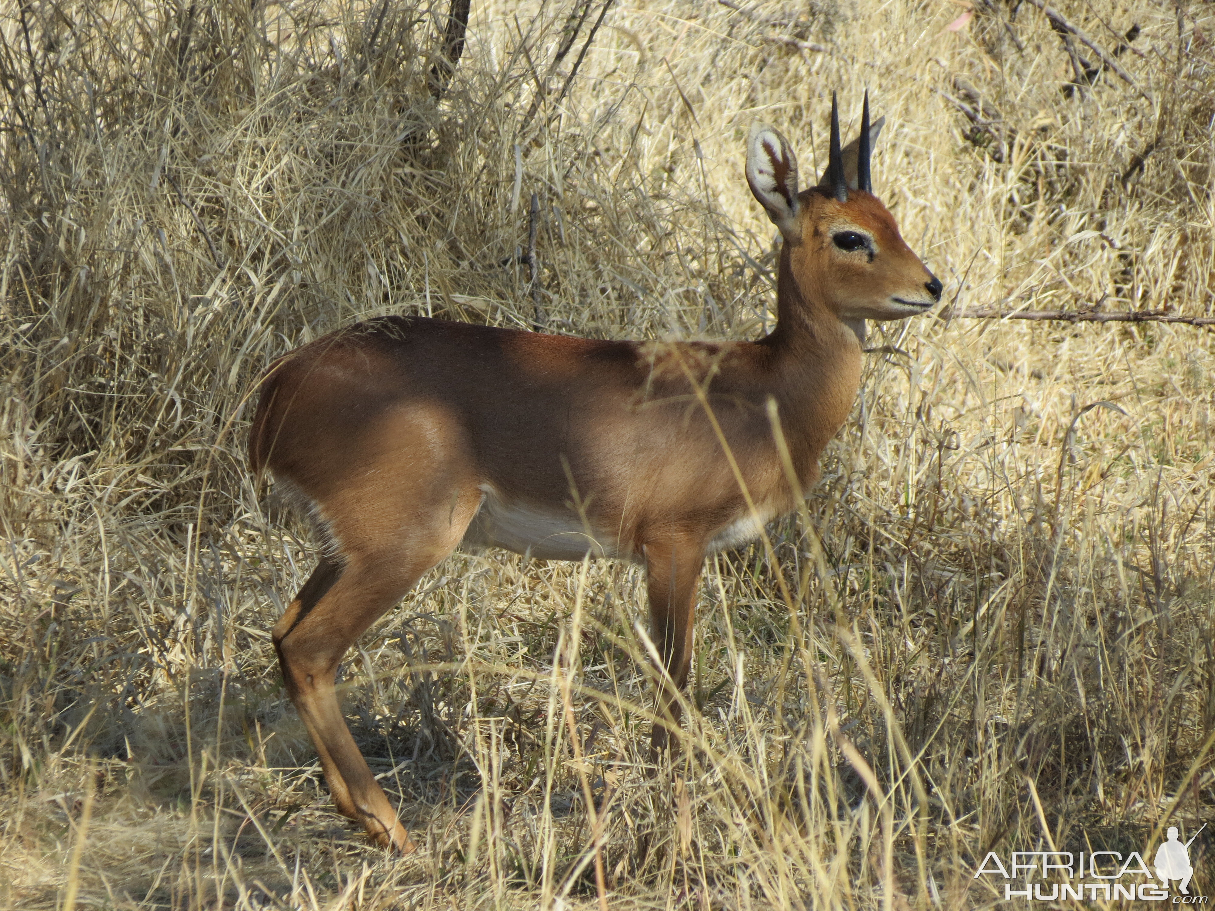 Steenbok Namibia