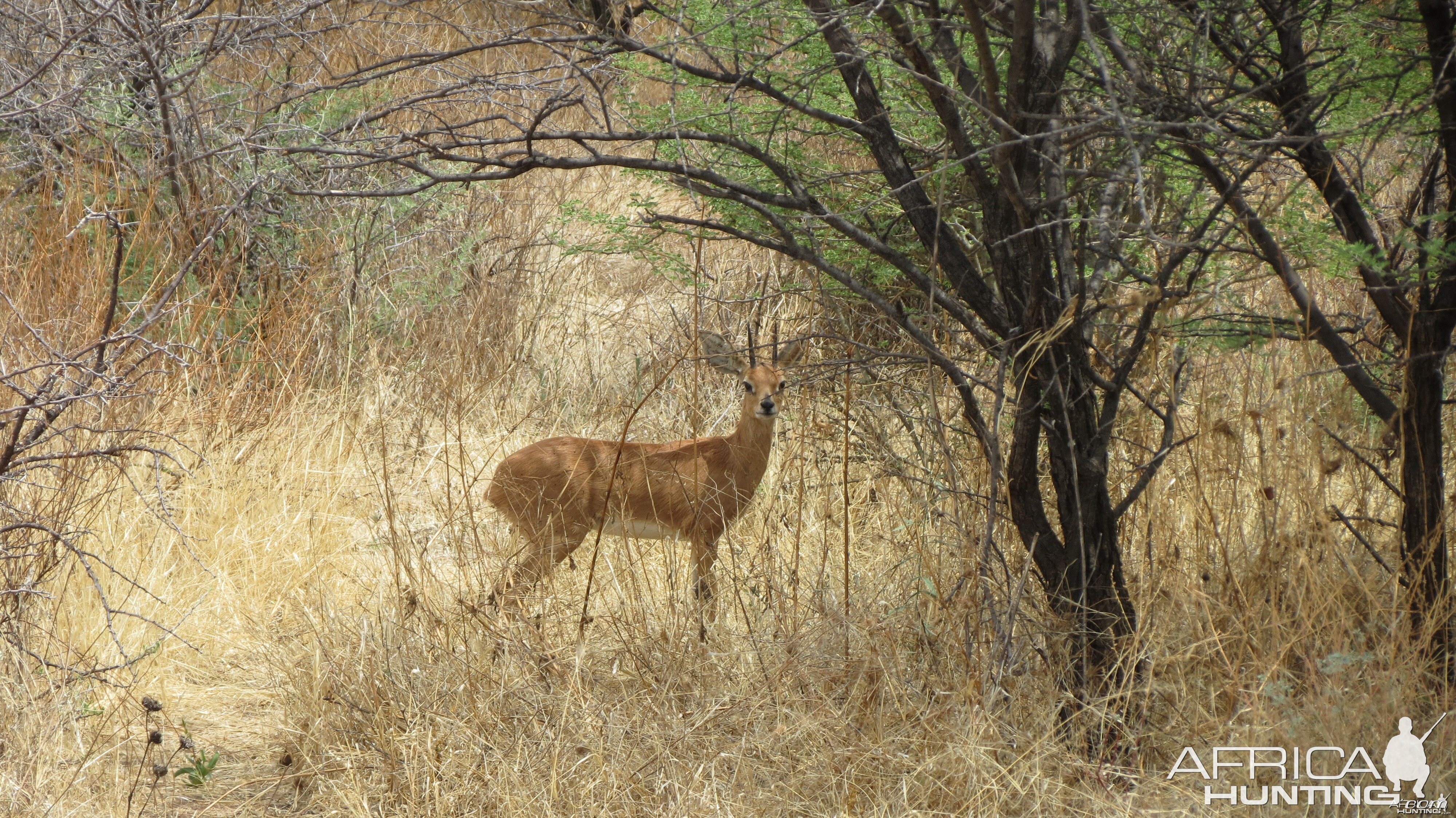 Steenbok Namibia