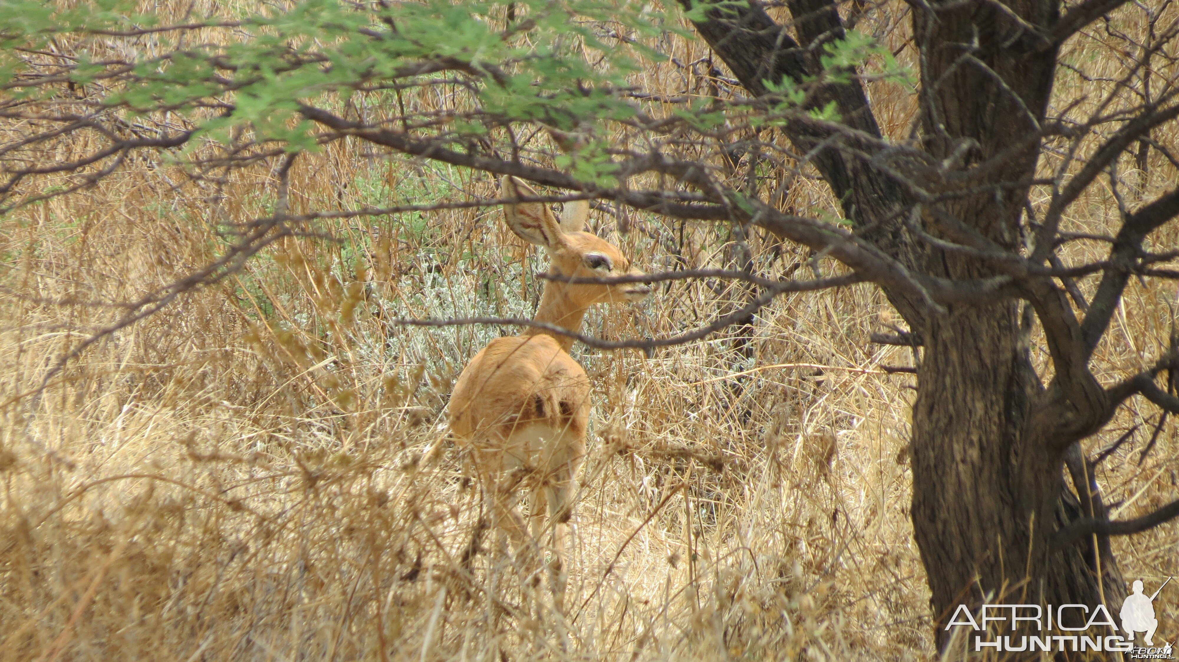 Steenbok Namibia