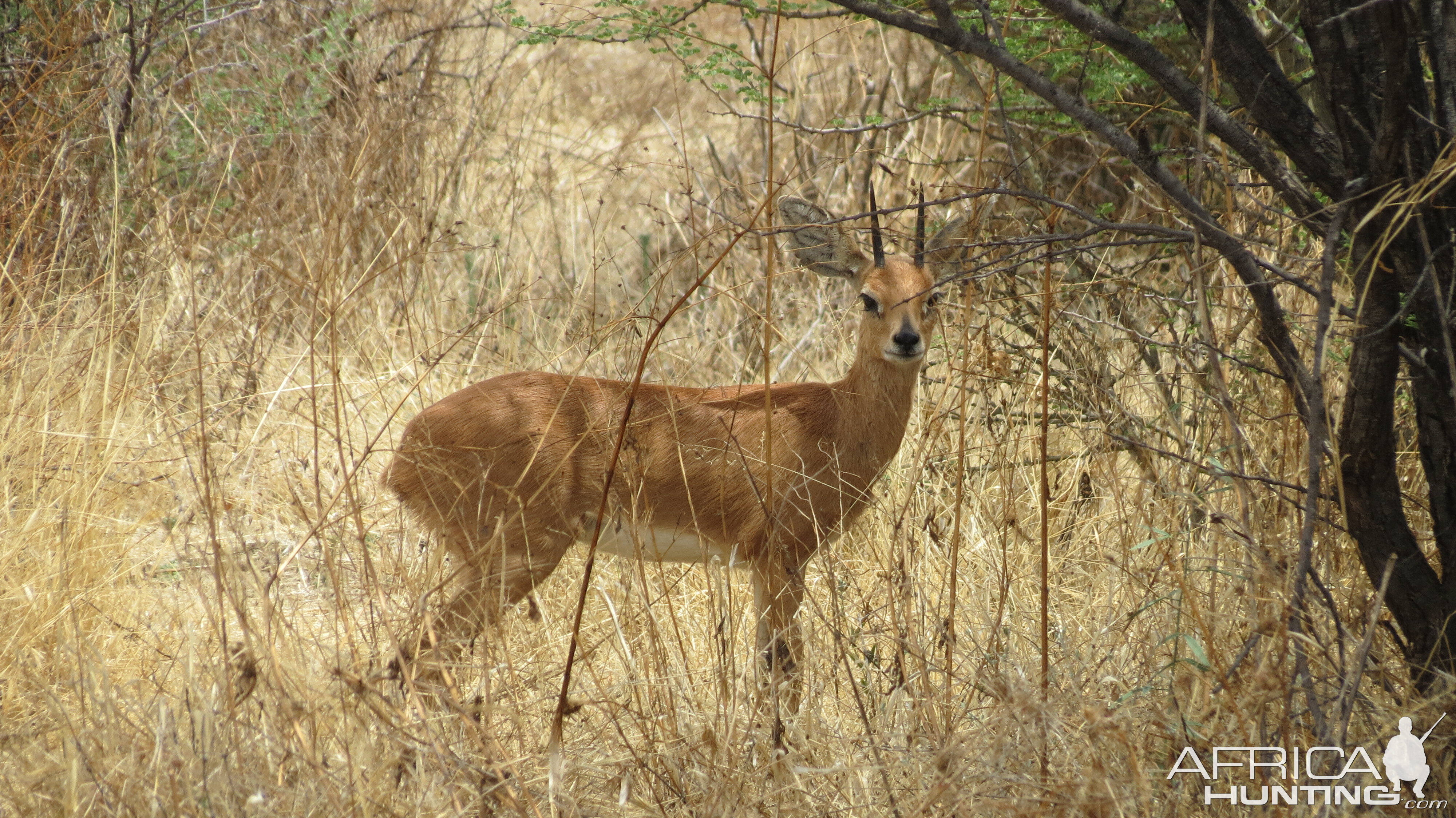 Steenbok Namibia