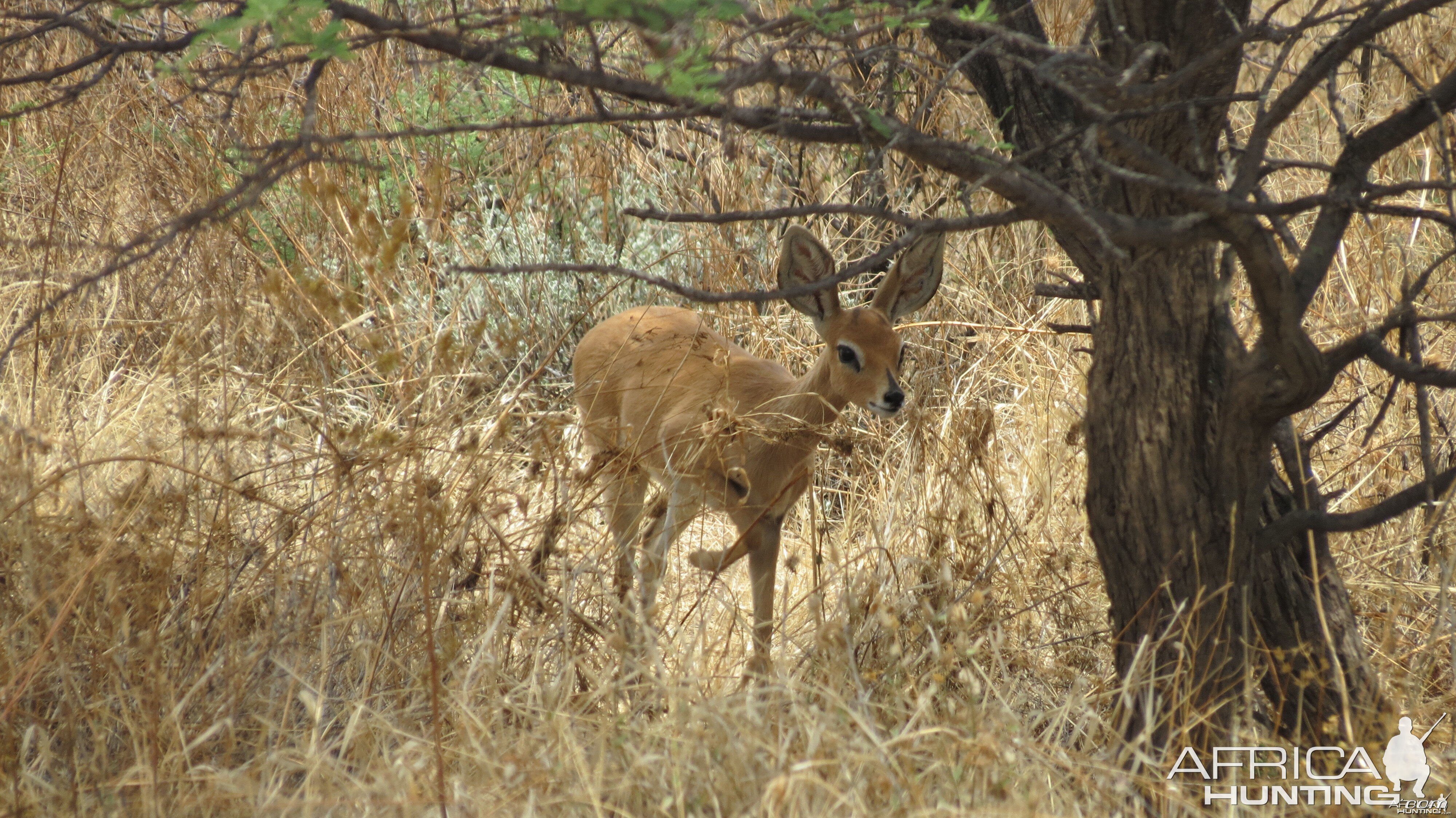 Steenbok Namibia