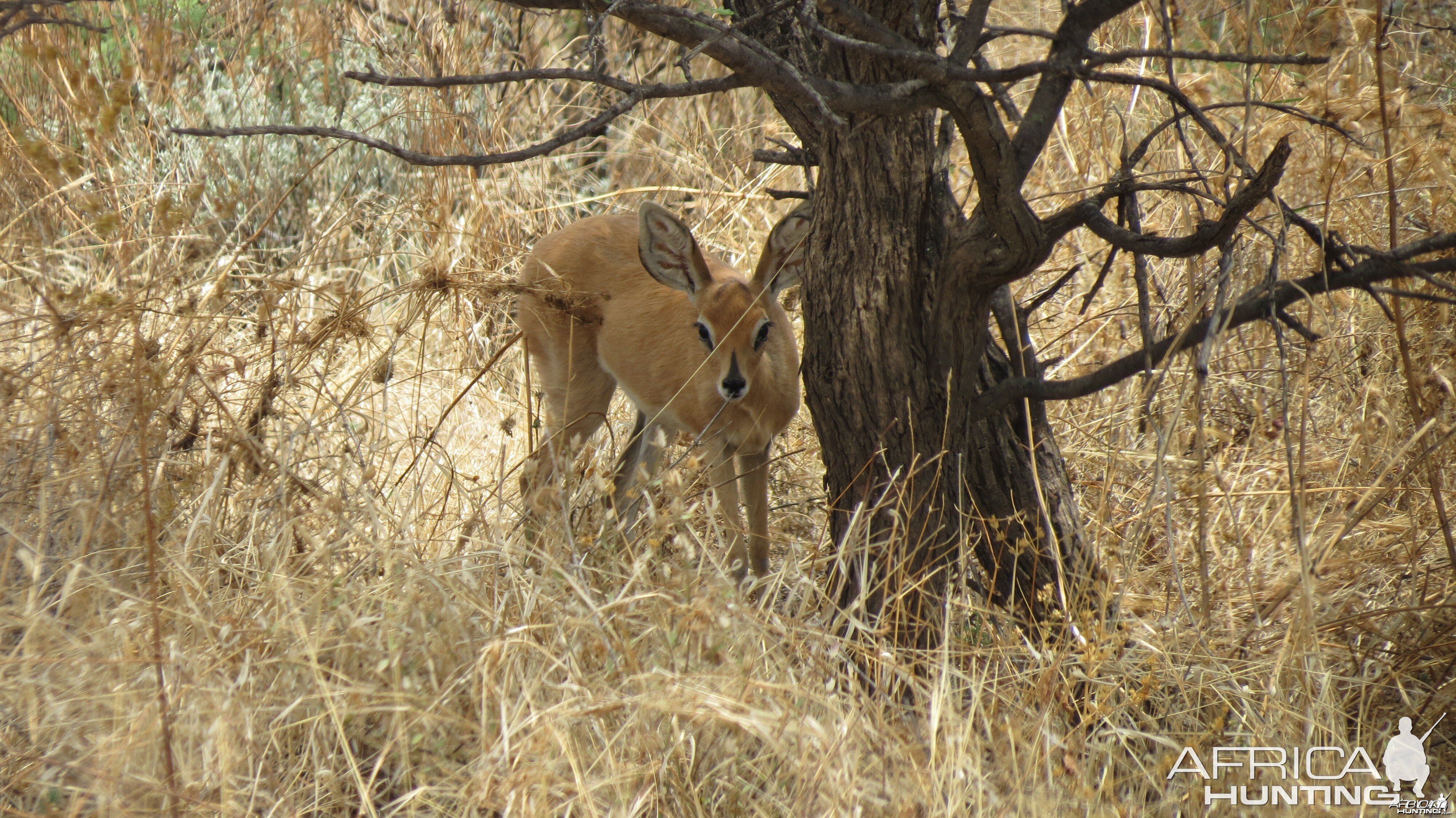 Steenbok Namibia