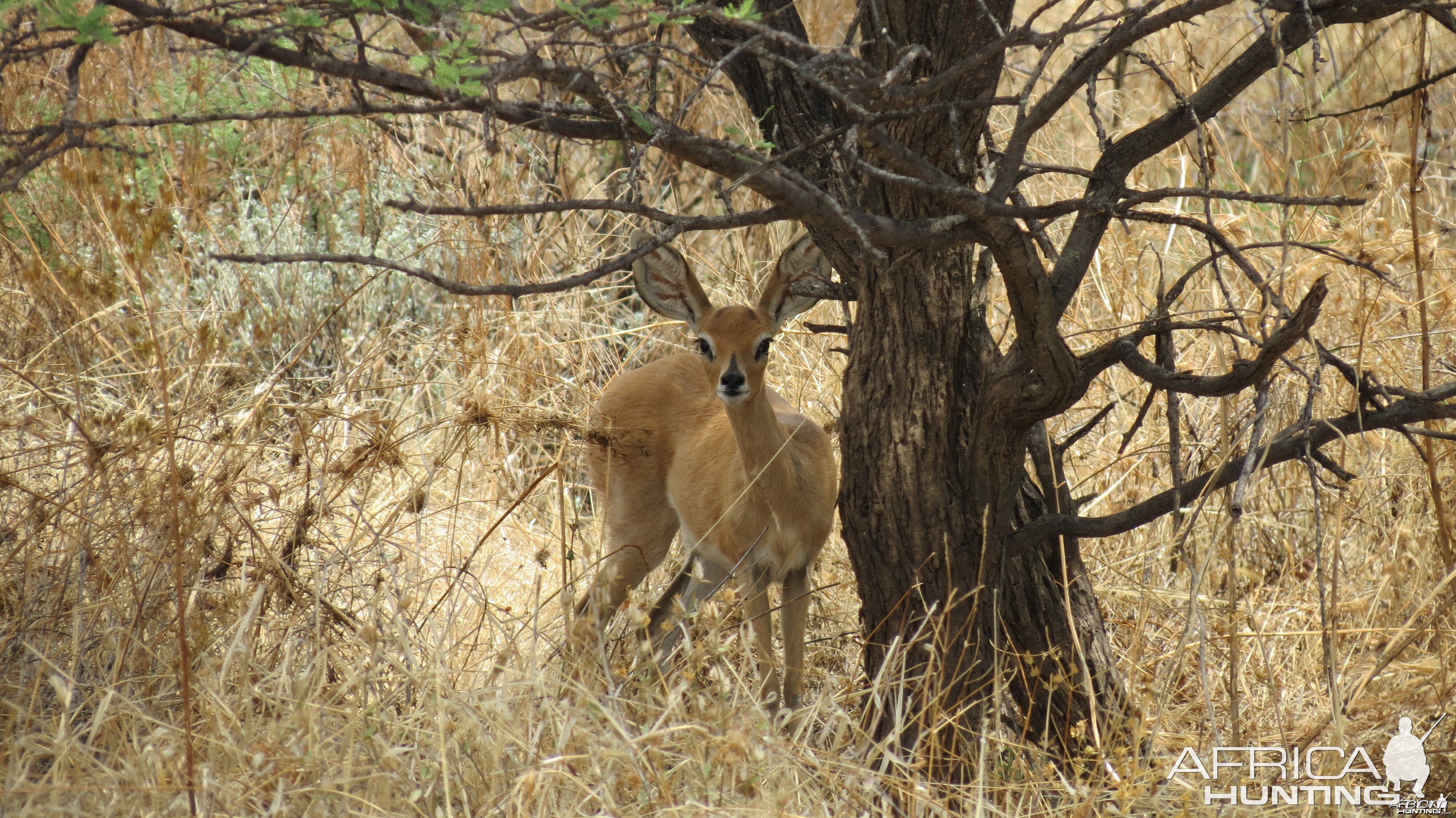 Steenbok Namibia