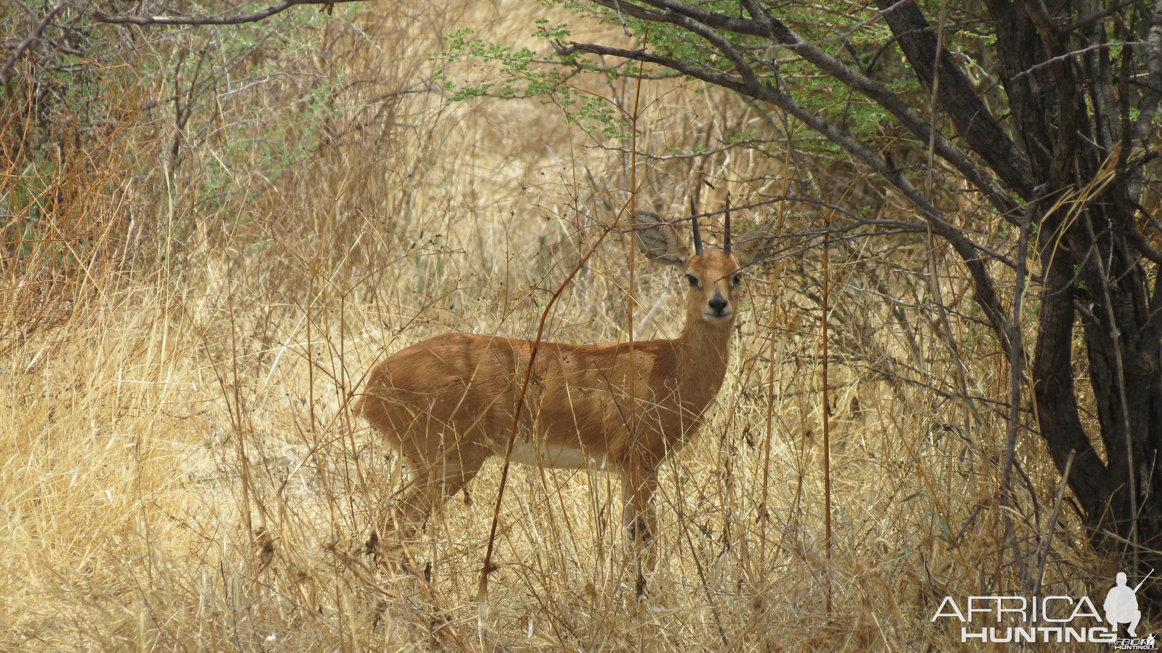 Steenbok Namibia