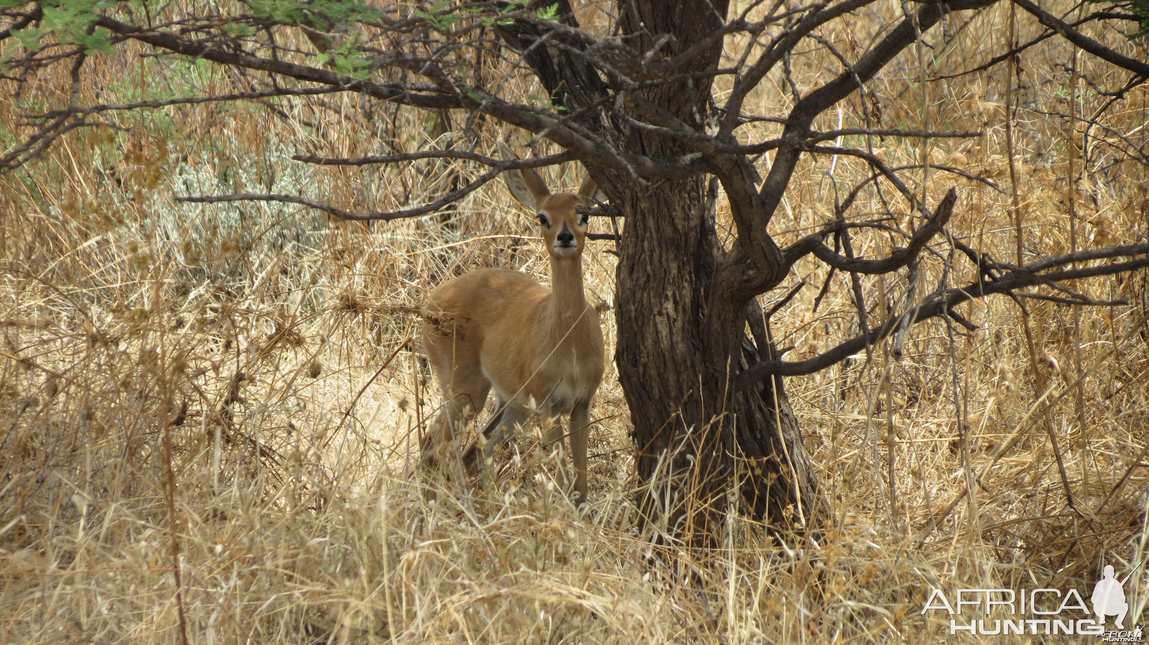 Steenbok Namibia