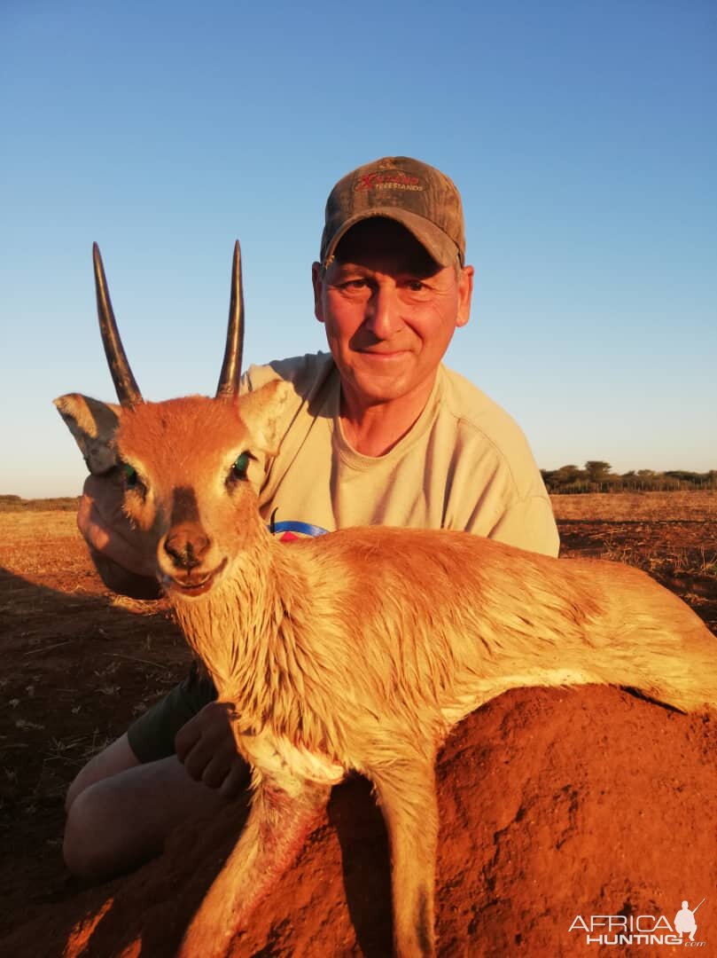 Steenbok Namibia