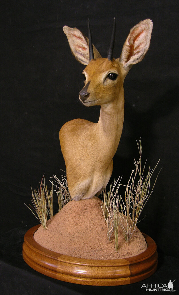 Steenbok  Pedestal Mount Taxidermy