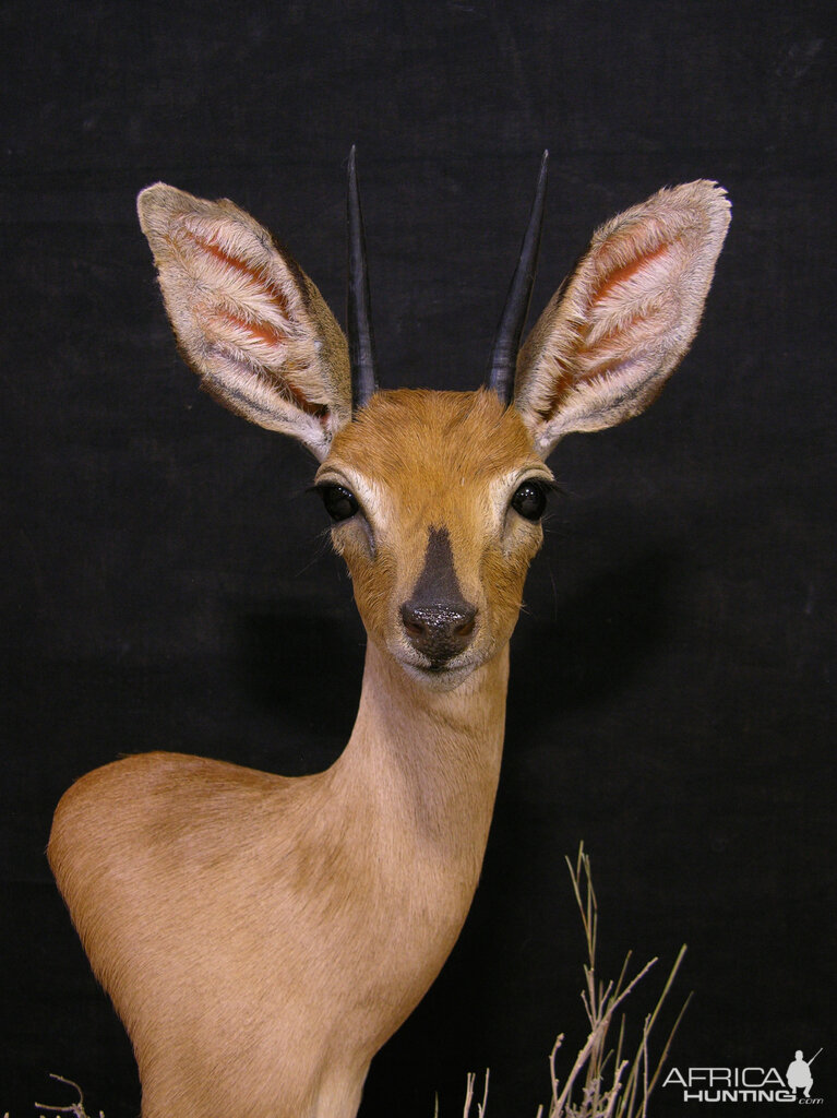 Steenbok Pedestal Taxidermy