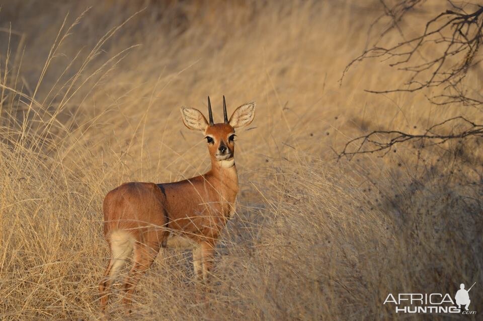 Steenbok South Africa