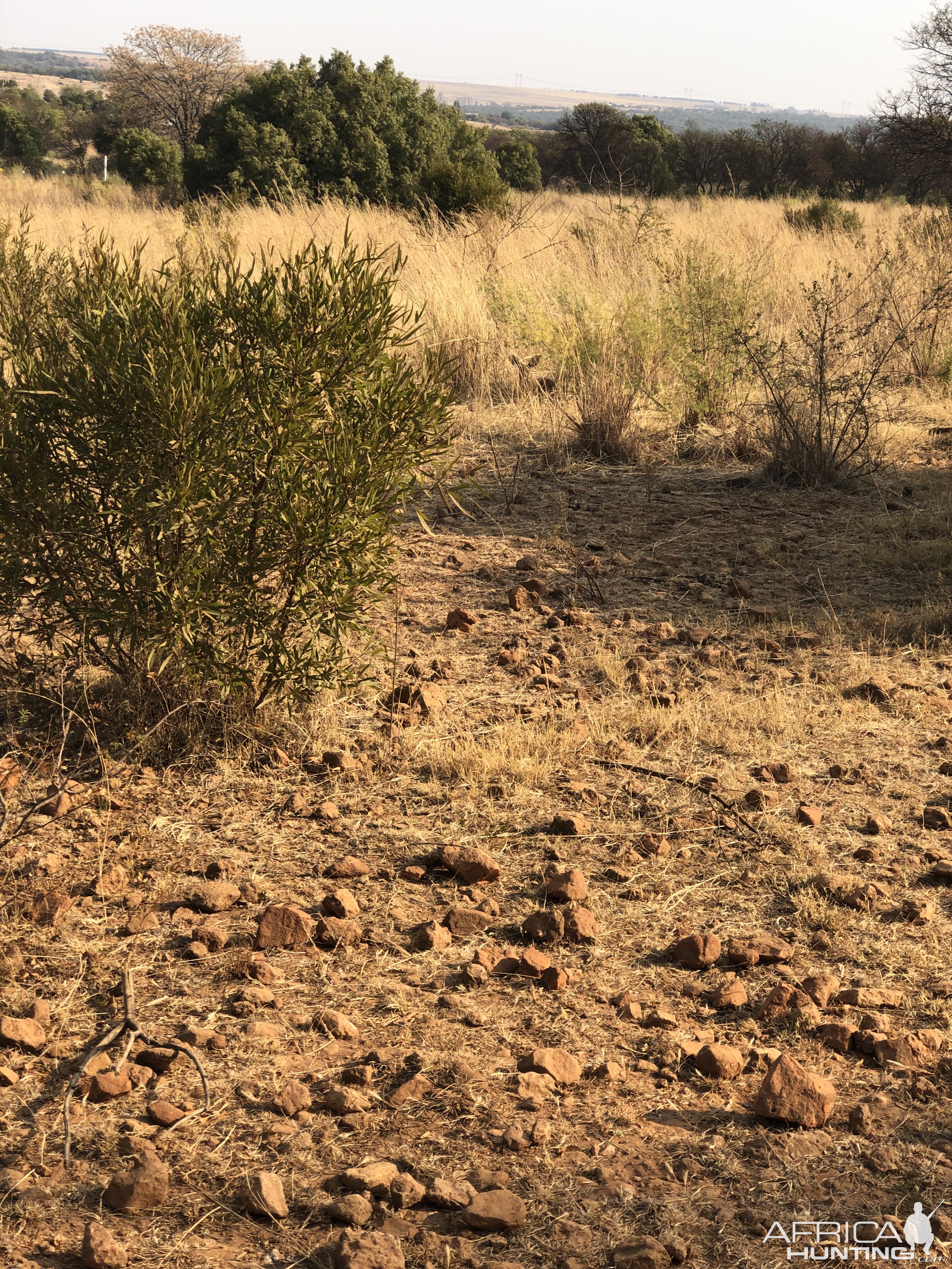 Steenbok South Africa