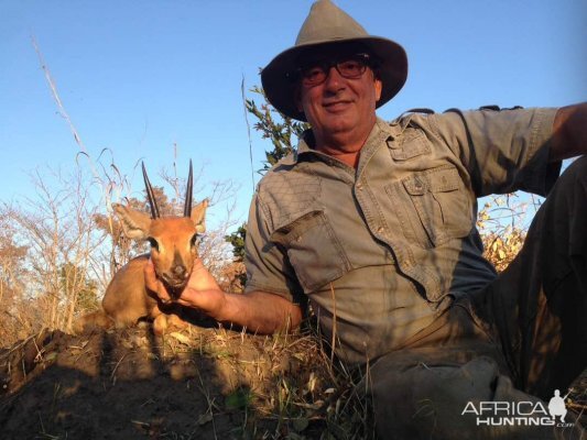 Steenbok Zimbabwe Hunting