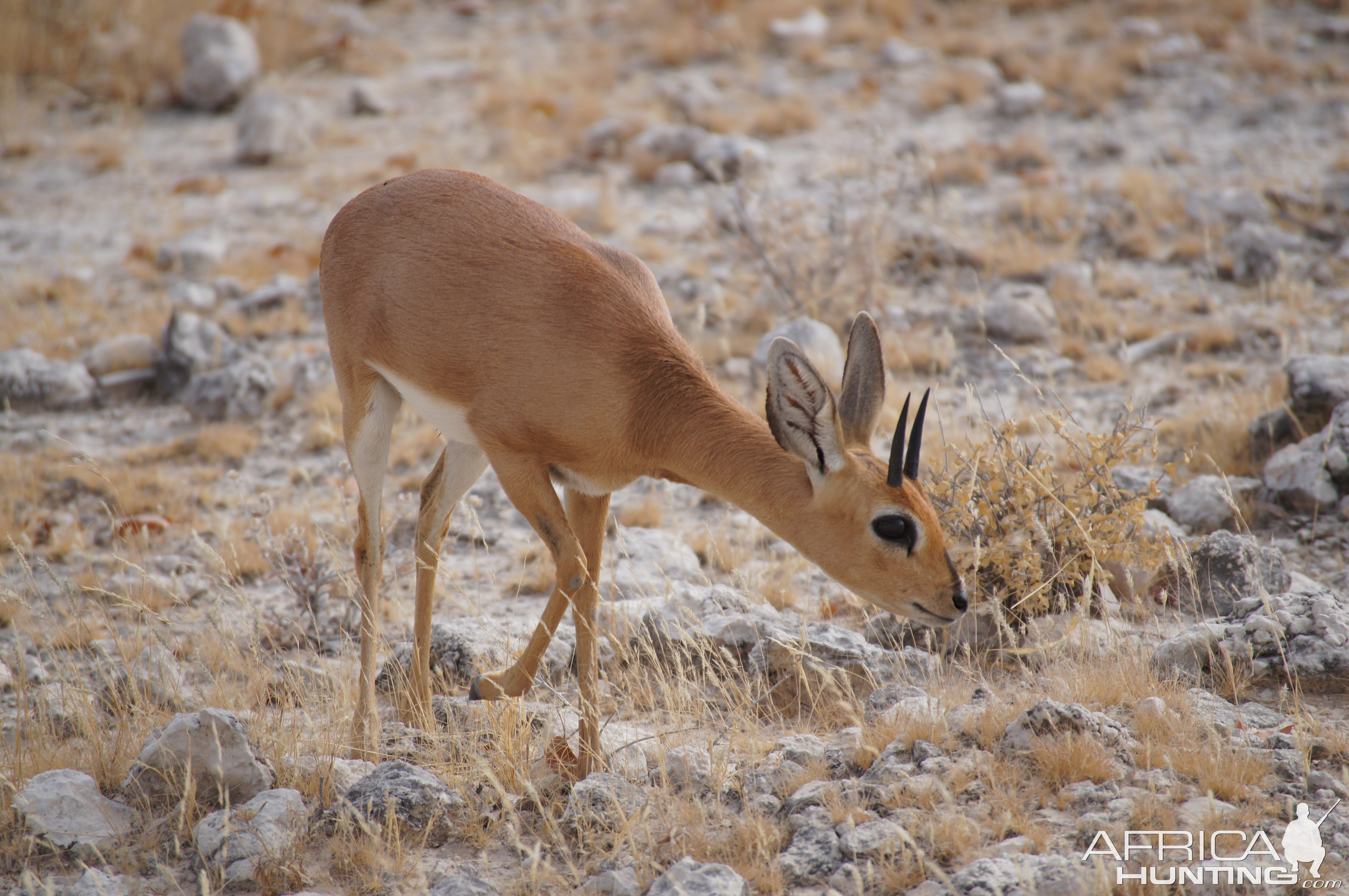 Steenbok