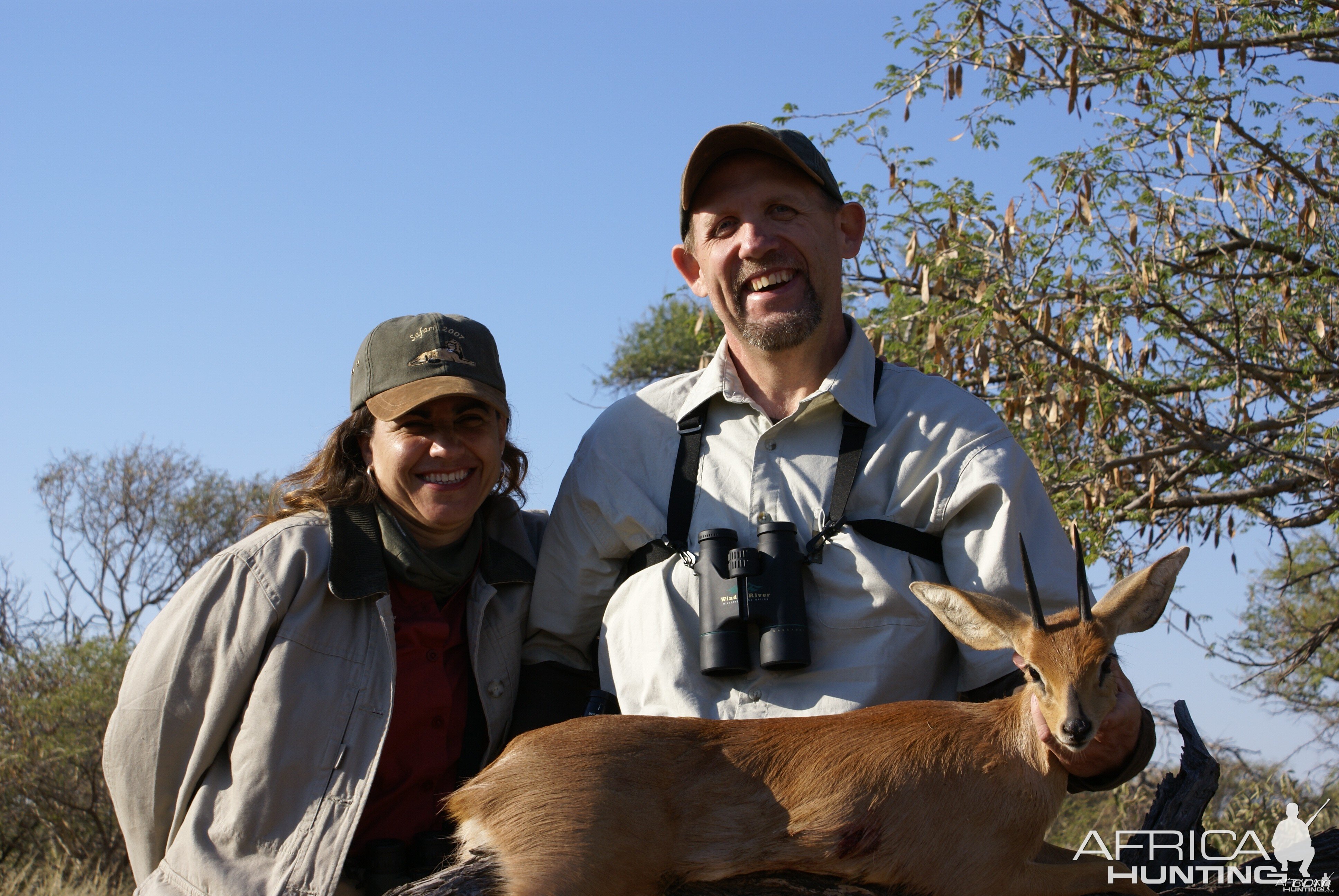 Steenbok