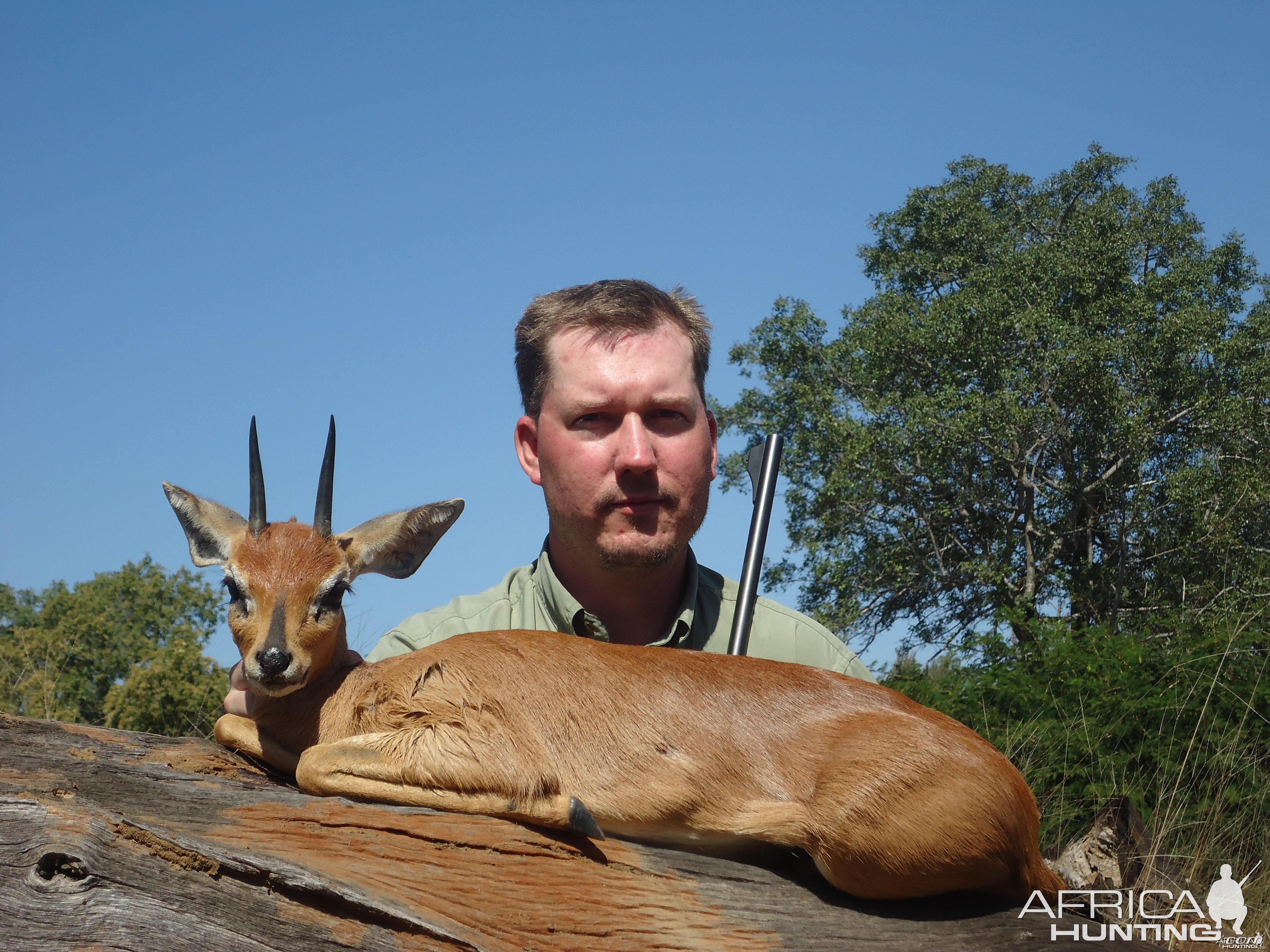 Steenbok