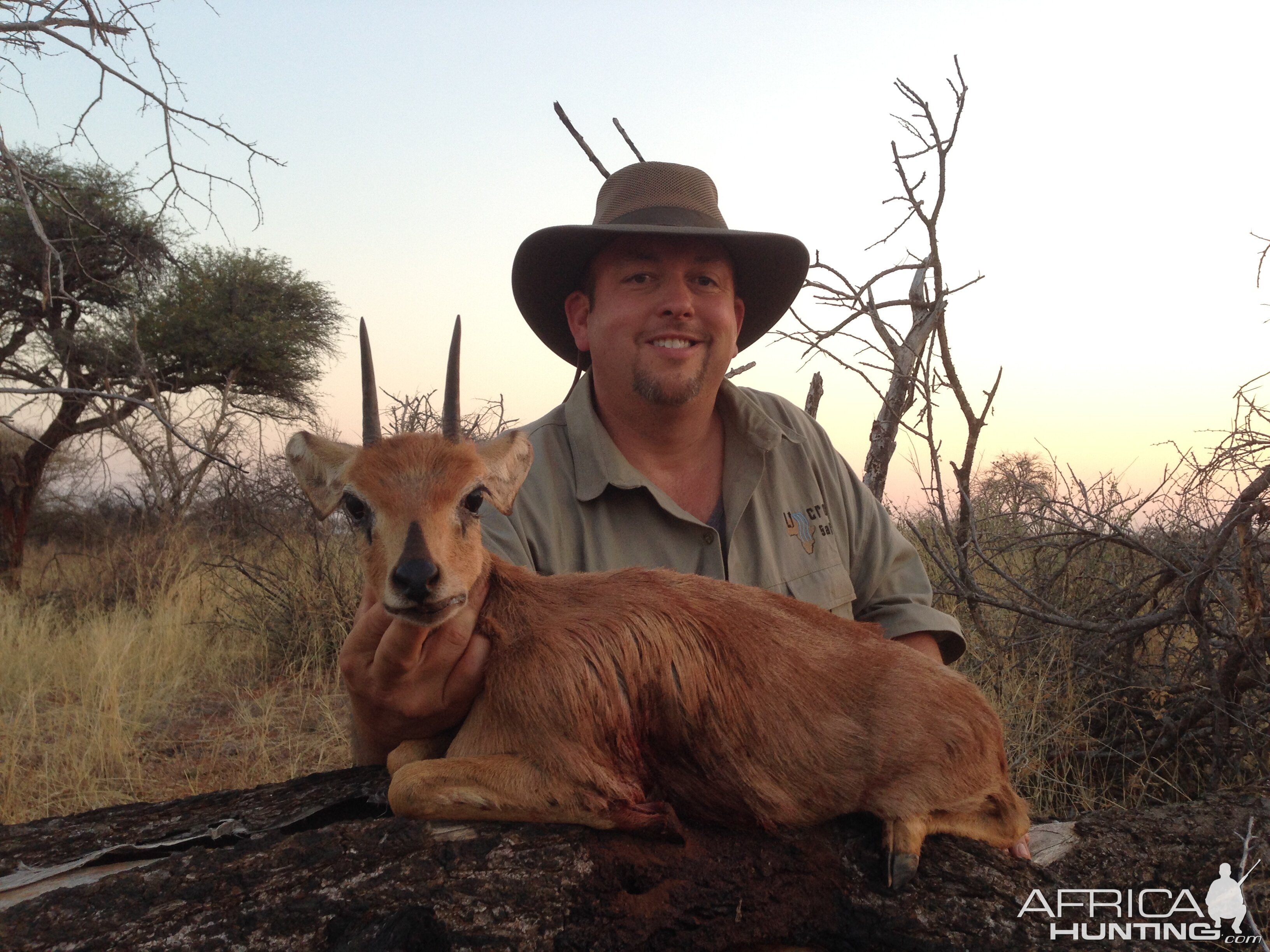 Steenbok