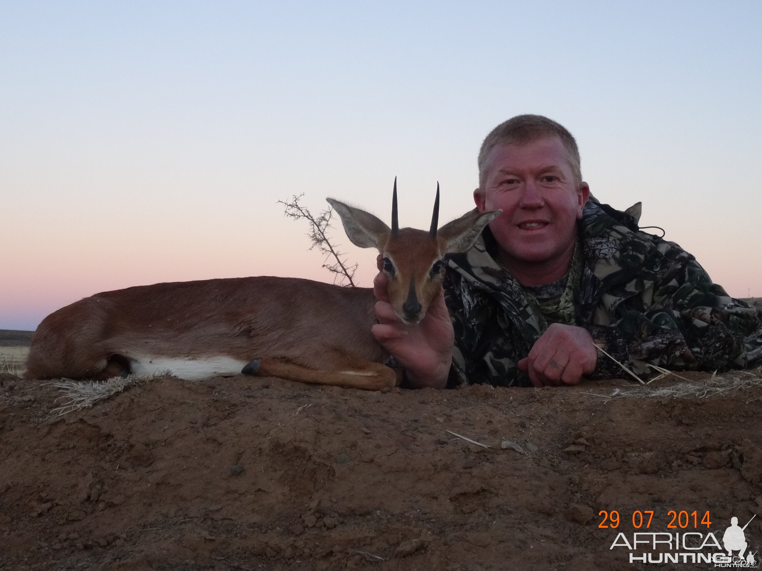 Steenbok