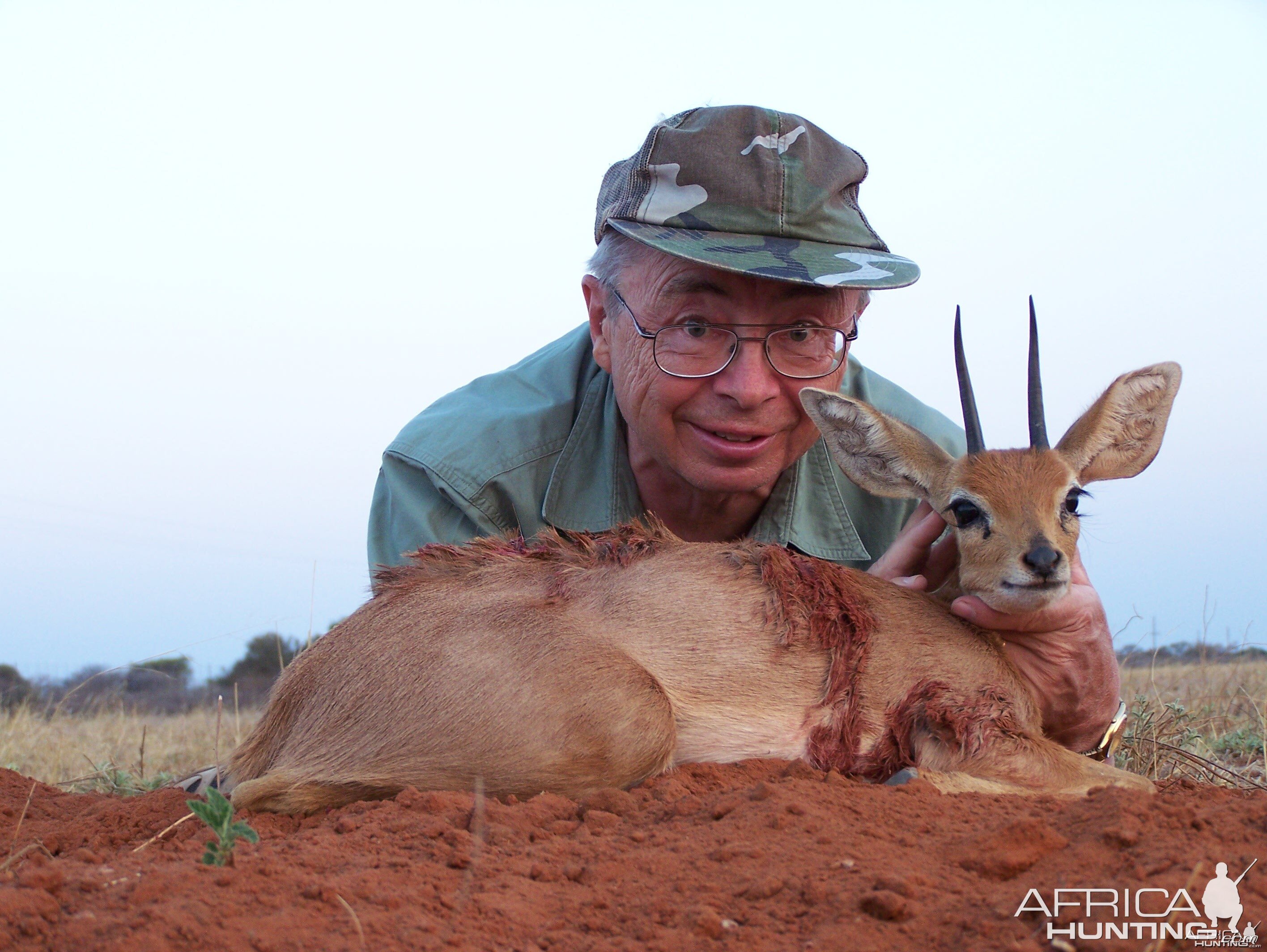 Steenbok