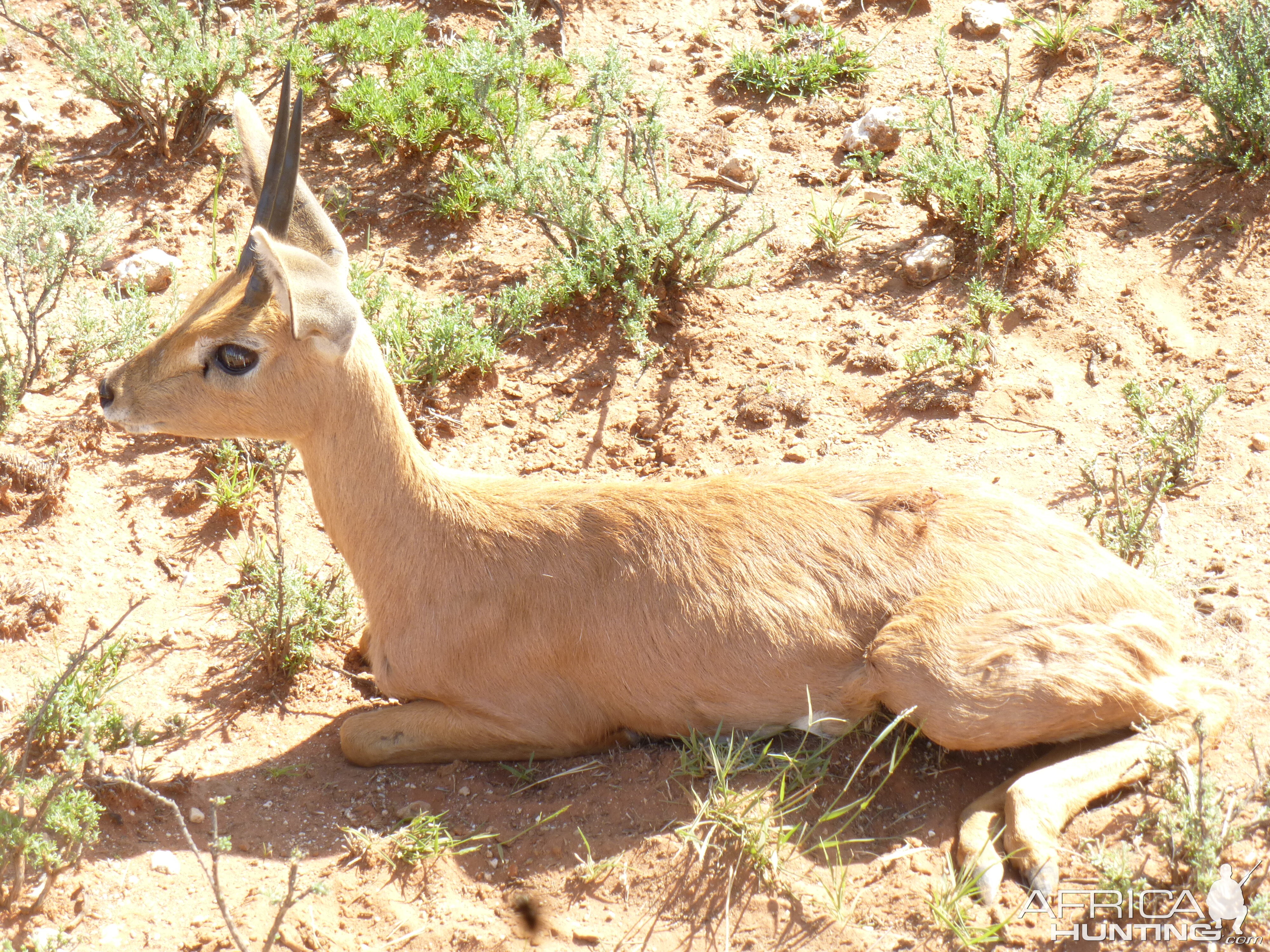 Steenbok