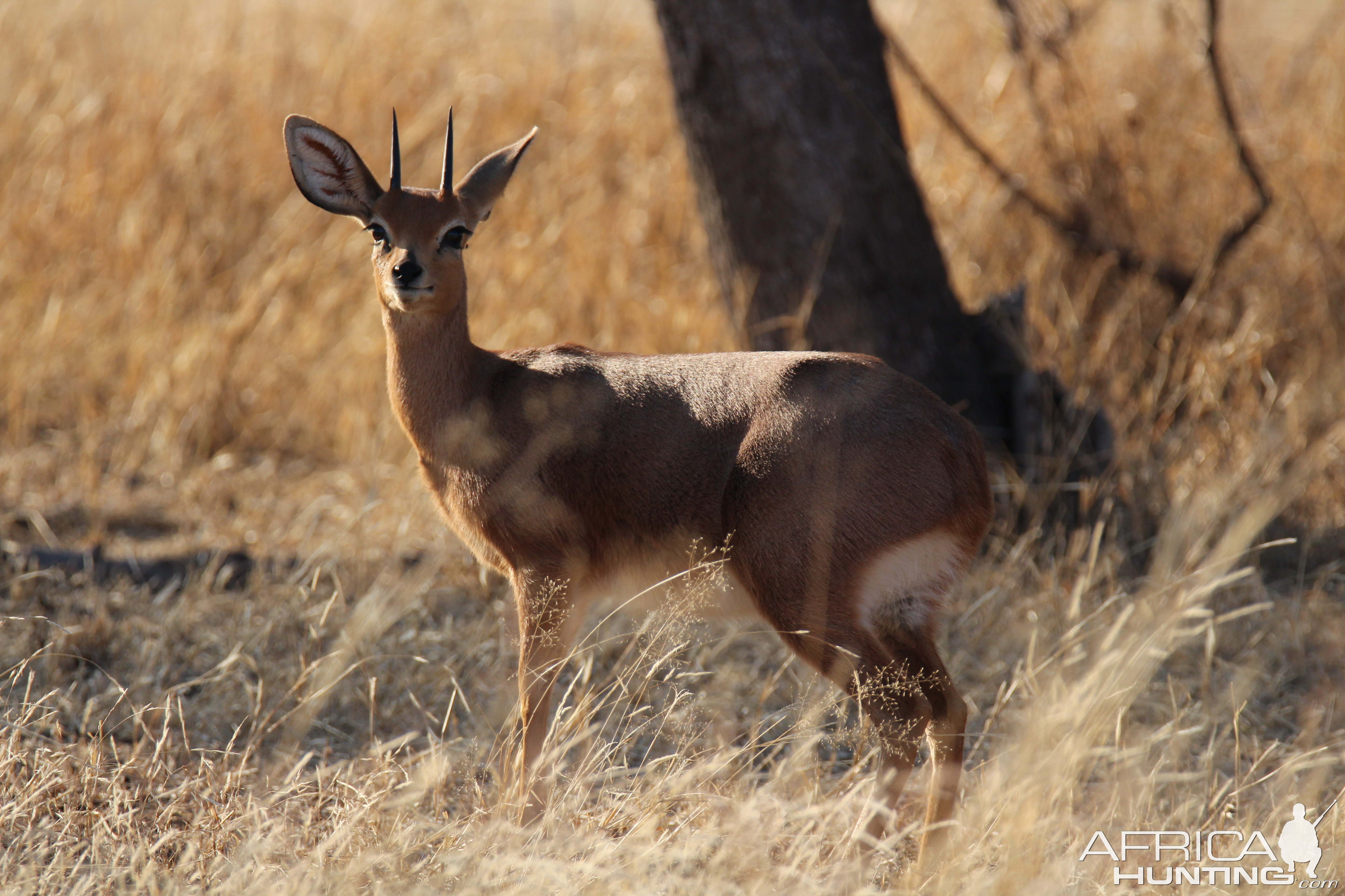 Steenbok