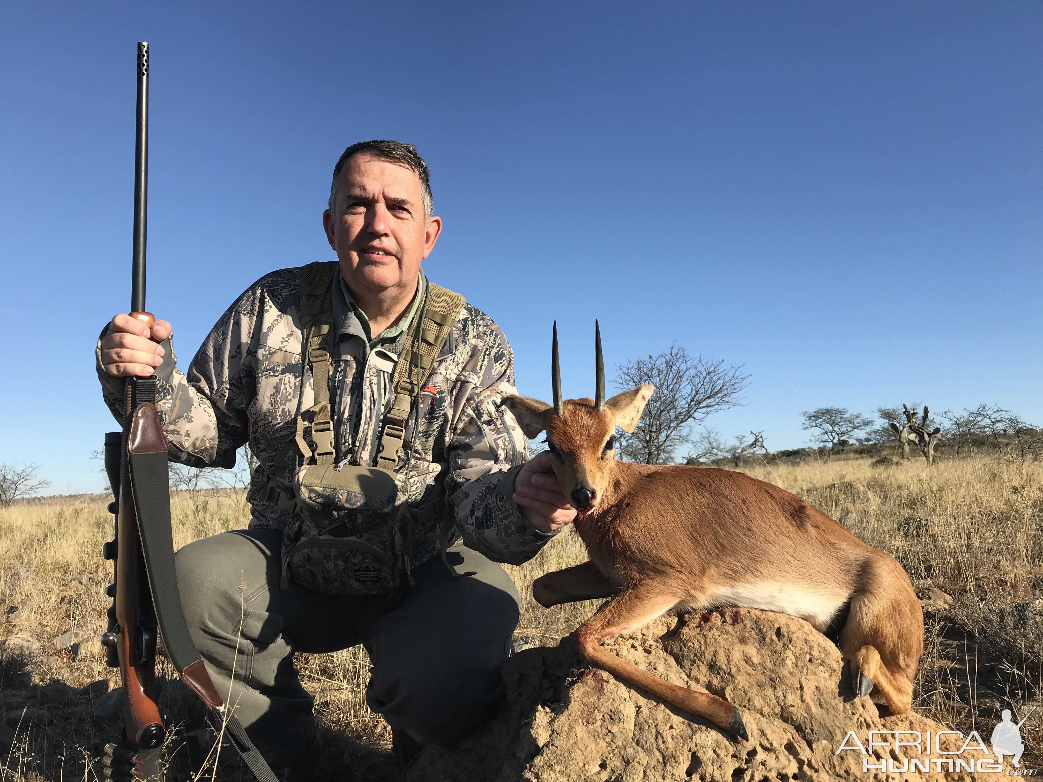 Steenbok