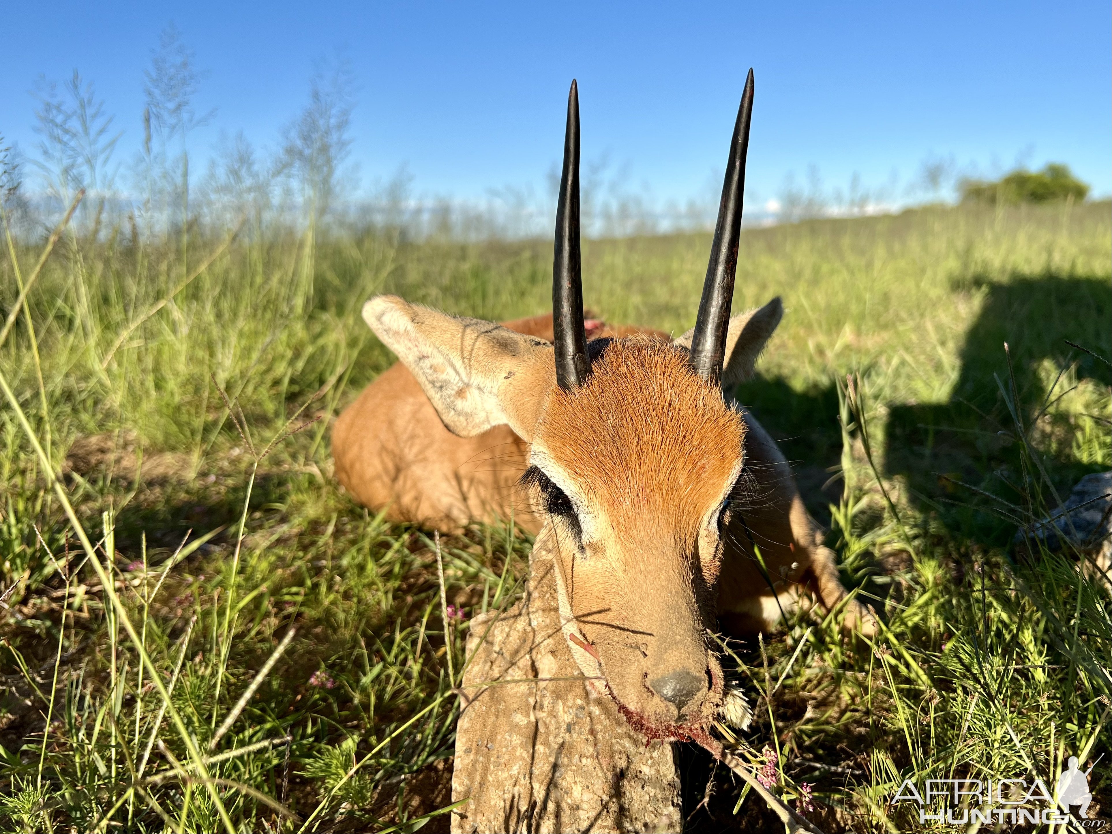 Steenbuck hunted with Zana Botes Safari