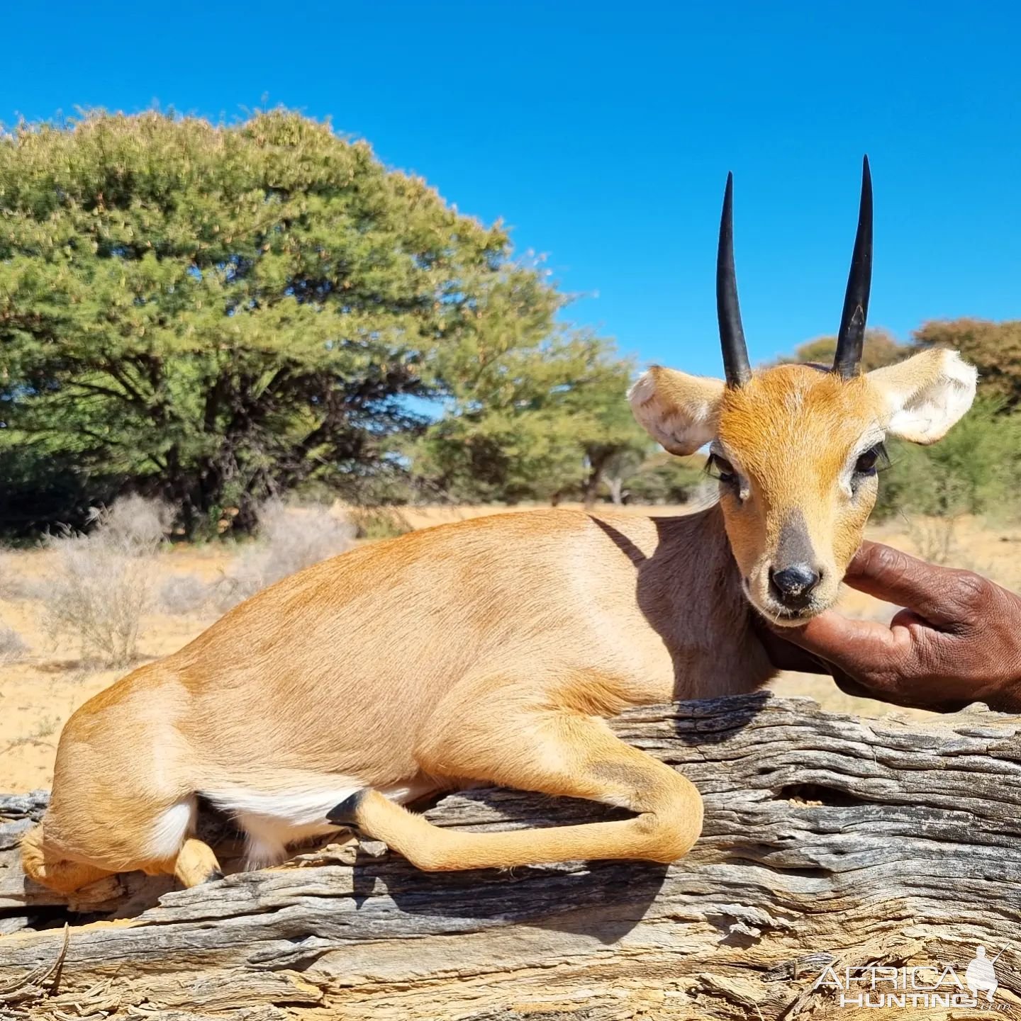 Steenbuck Hunting Kalahari South Africa