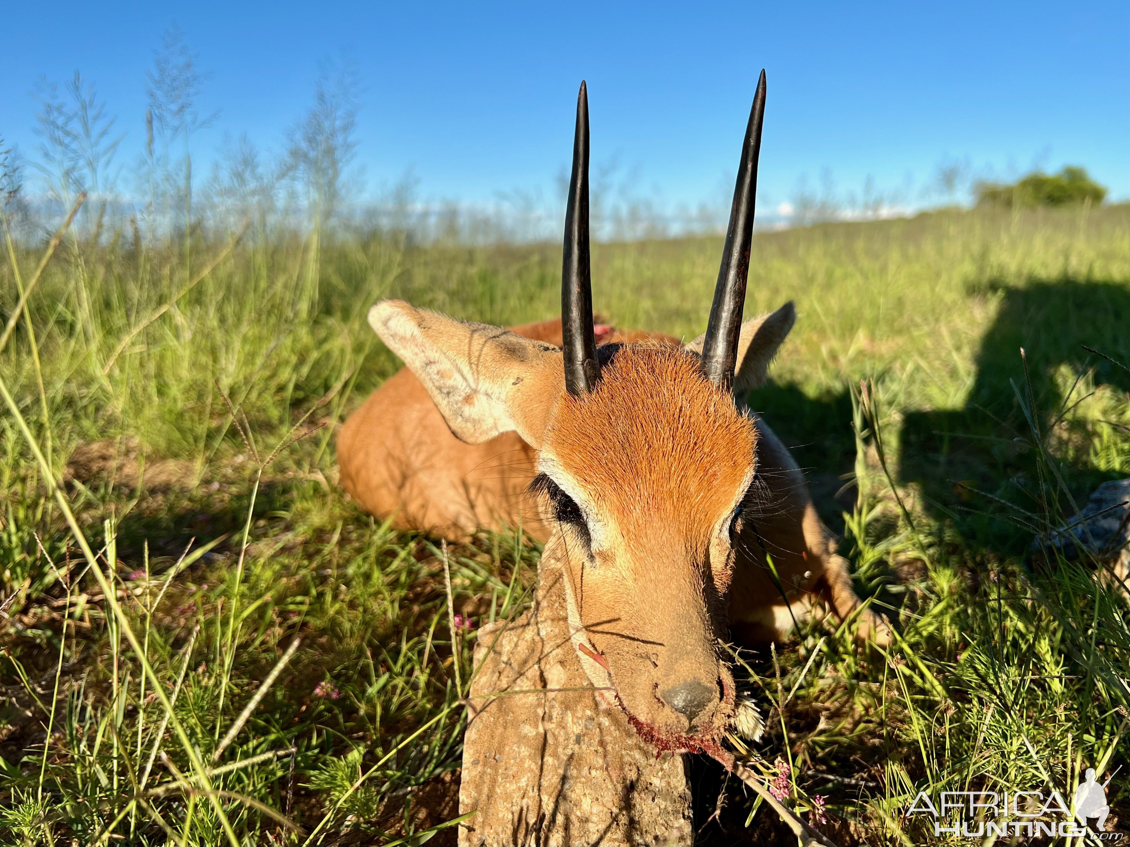 Steenbuck with Zana Botes Safari