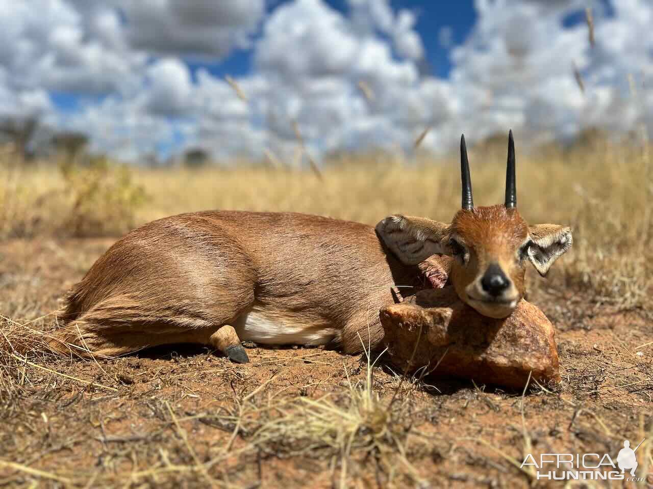 Steenbuck With Zana Botes Safari