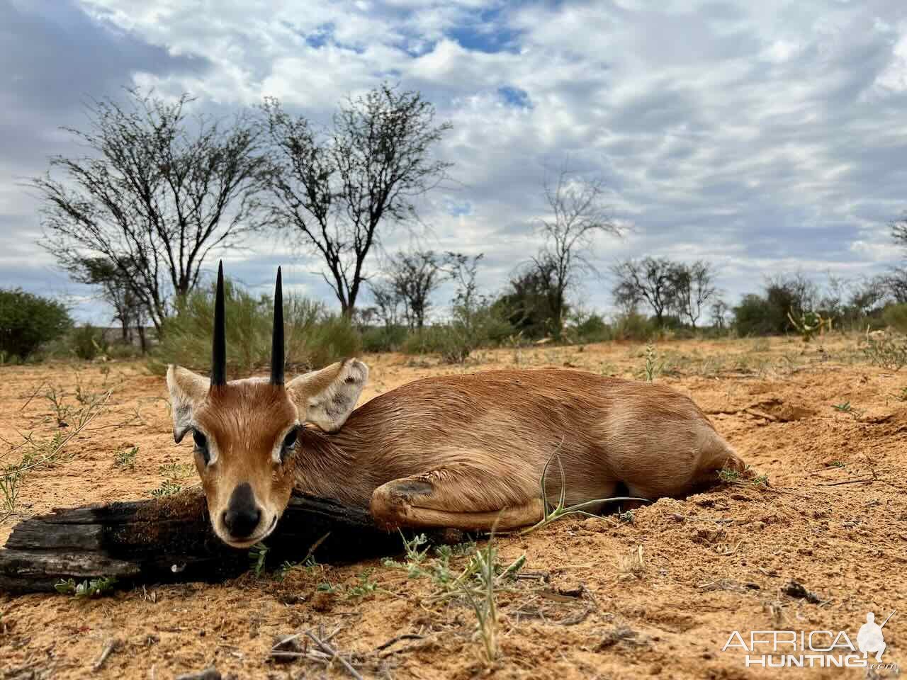 Steenbuck with Zana Botes Safari