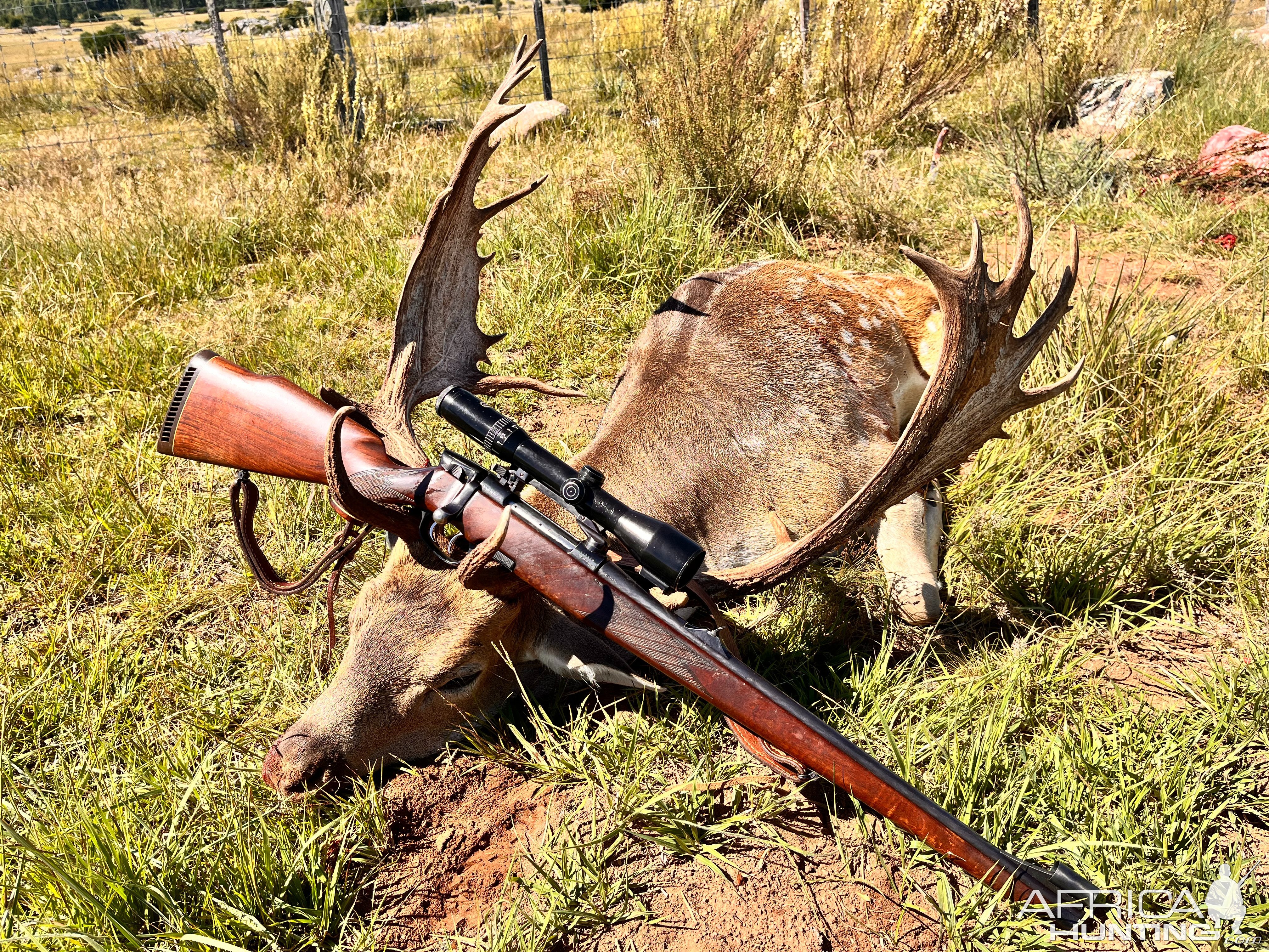 Steyr Mannlicher in 7x64 Rifle