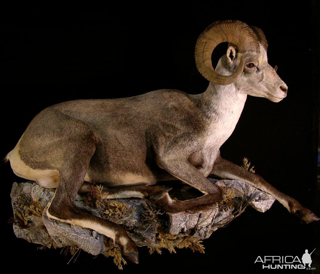 Stone Sheep Full Taxidermy Mount