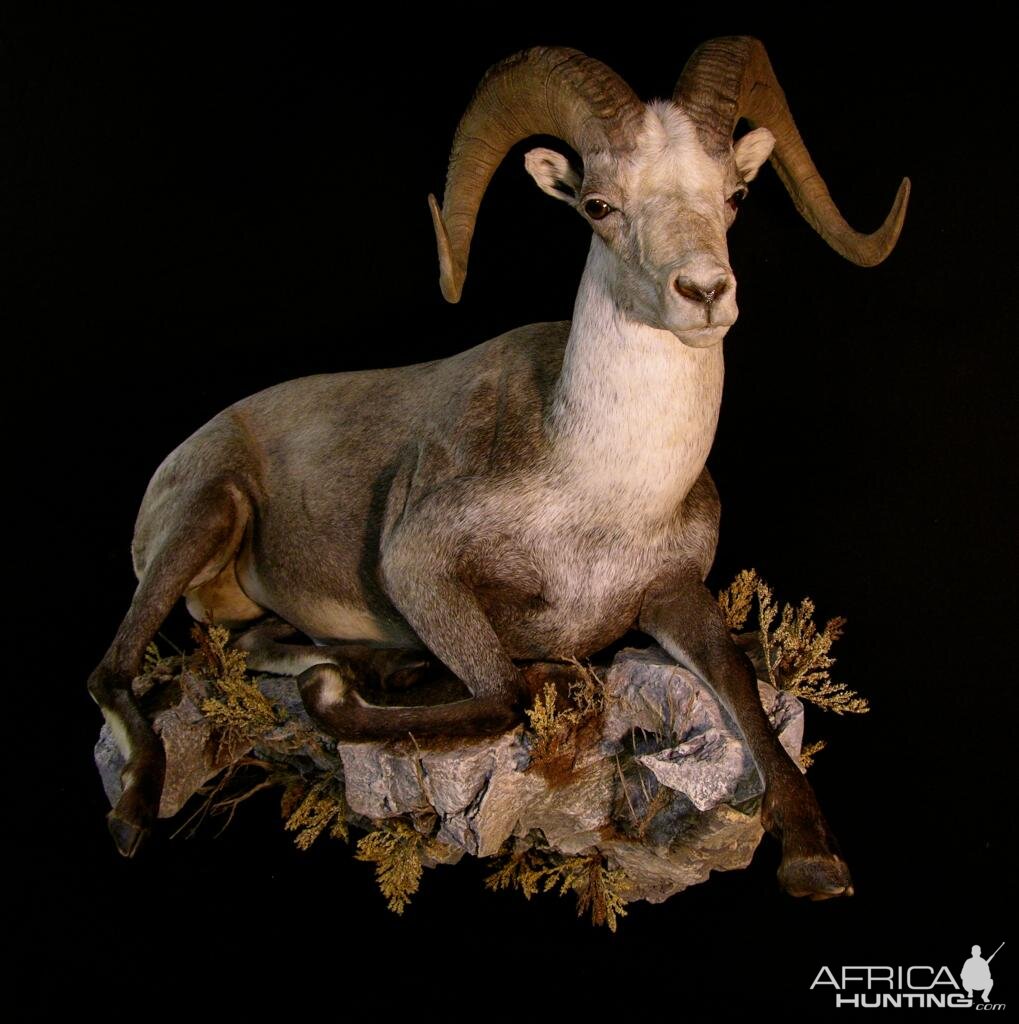 Stone Sheep Full Taxidermy Mount