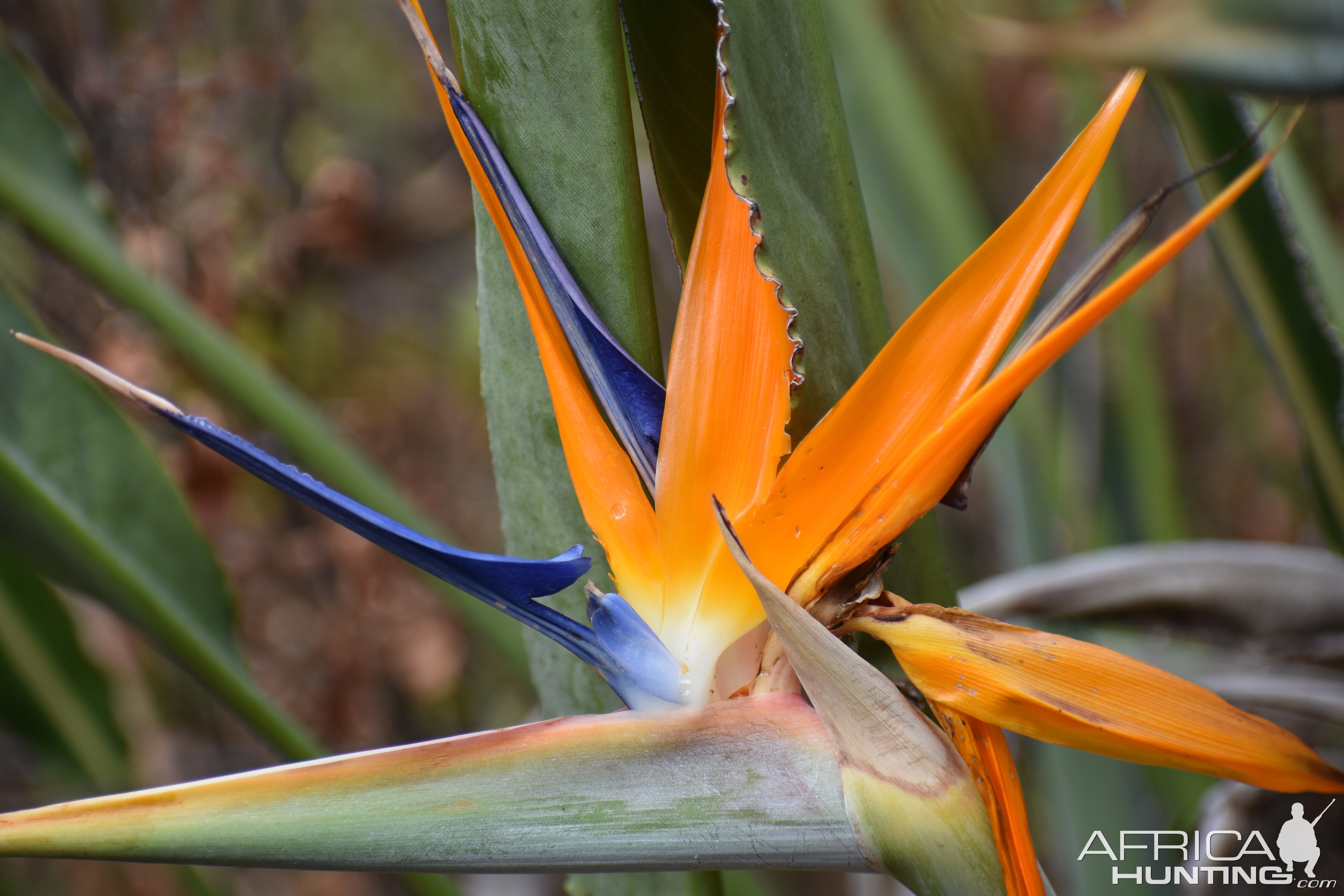 Strelitzia or Bird of paradise flower South Africa