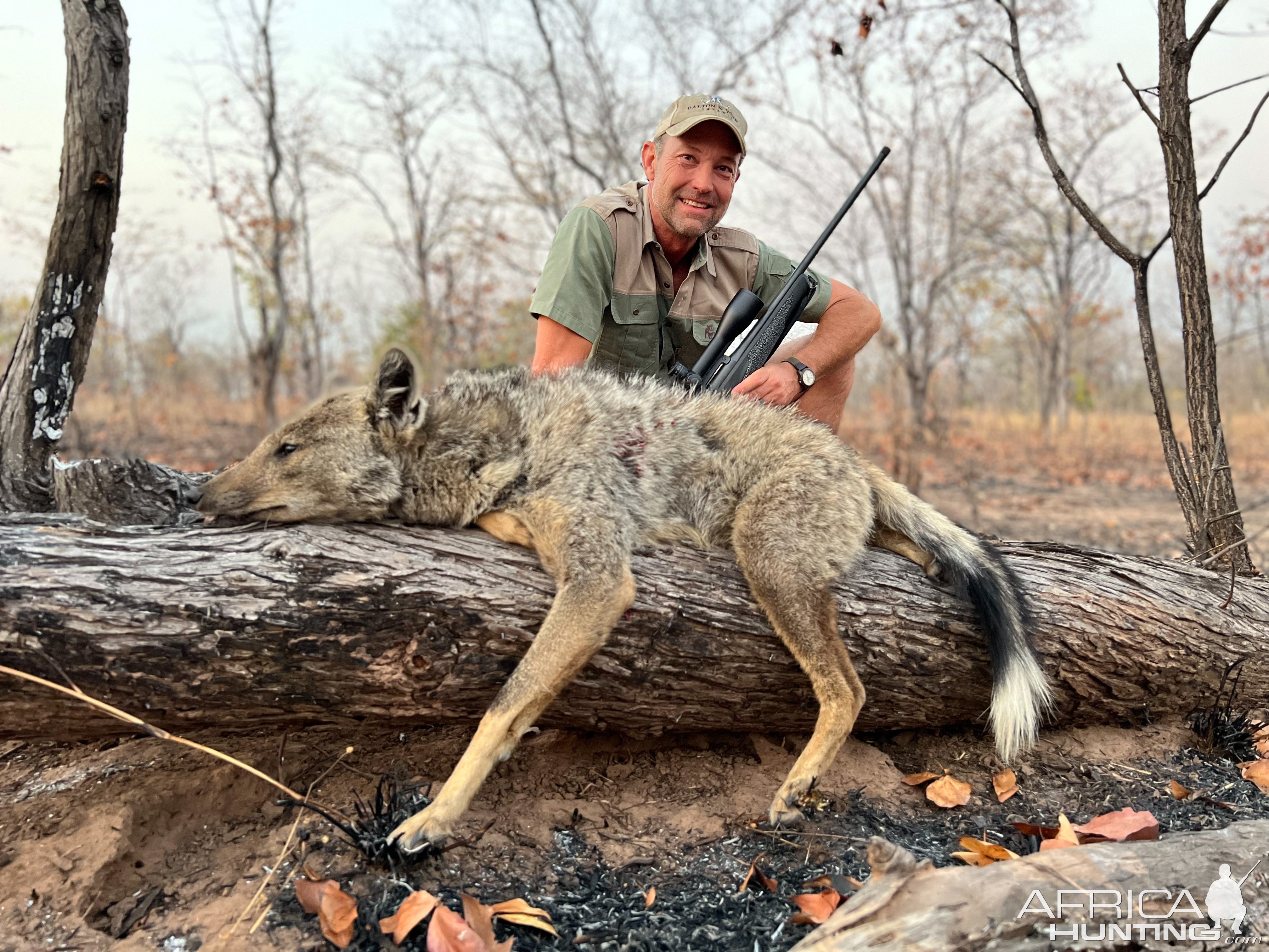 Striped Jackal Hunt Zimbabwe