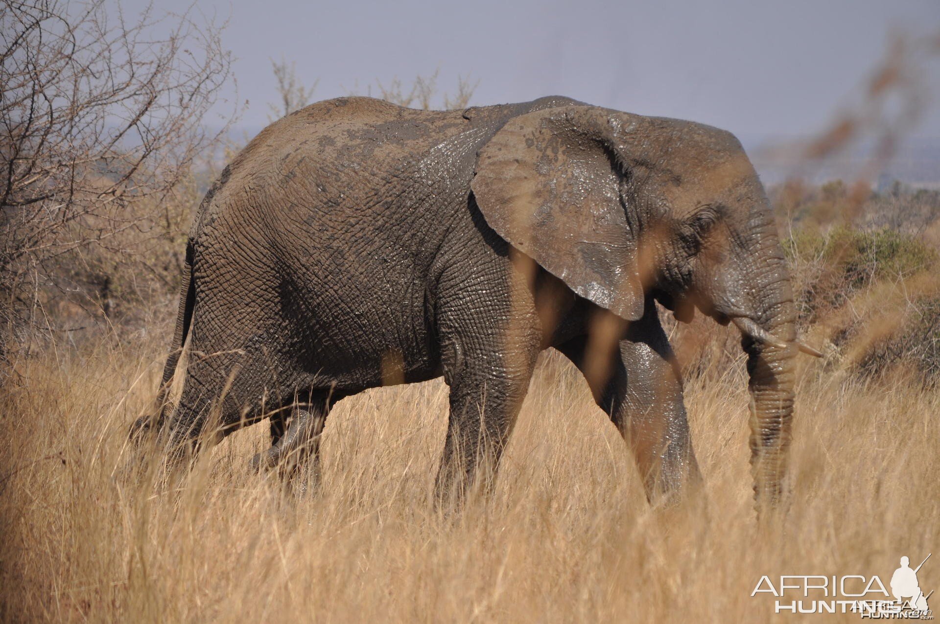 Strolling Elephant