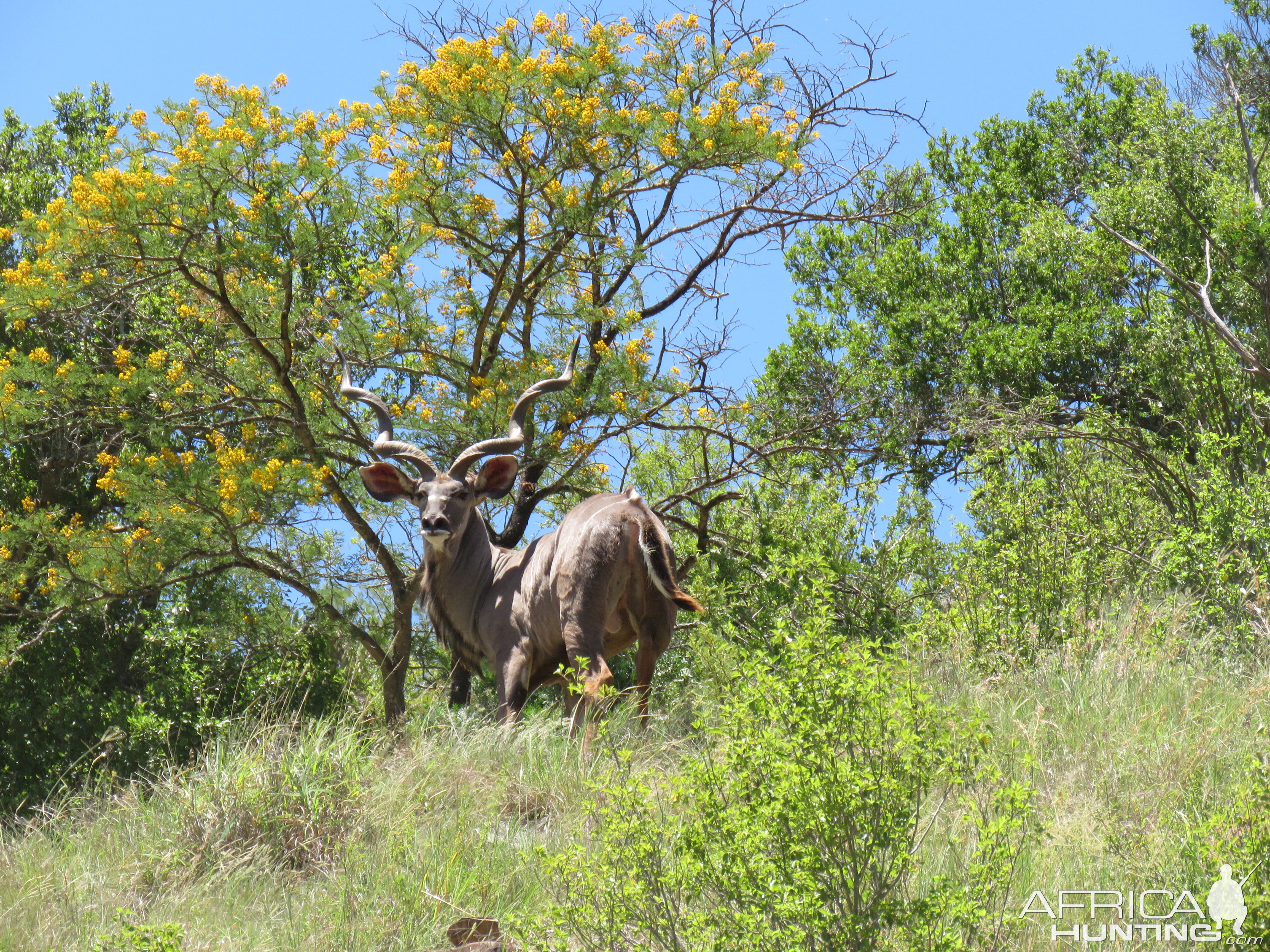 Stunning Kudu