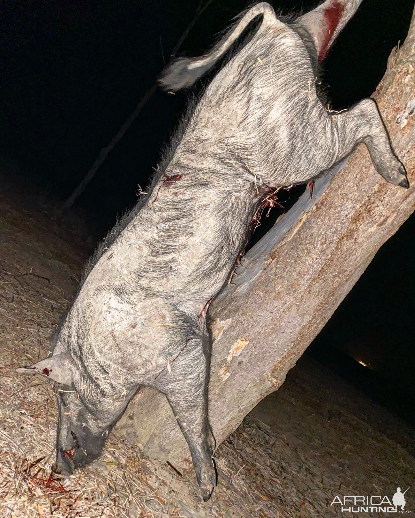 Sugar Cane Boar Hunting Australia