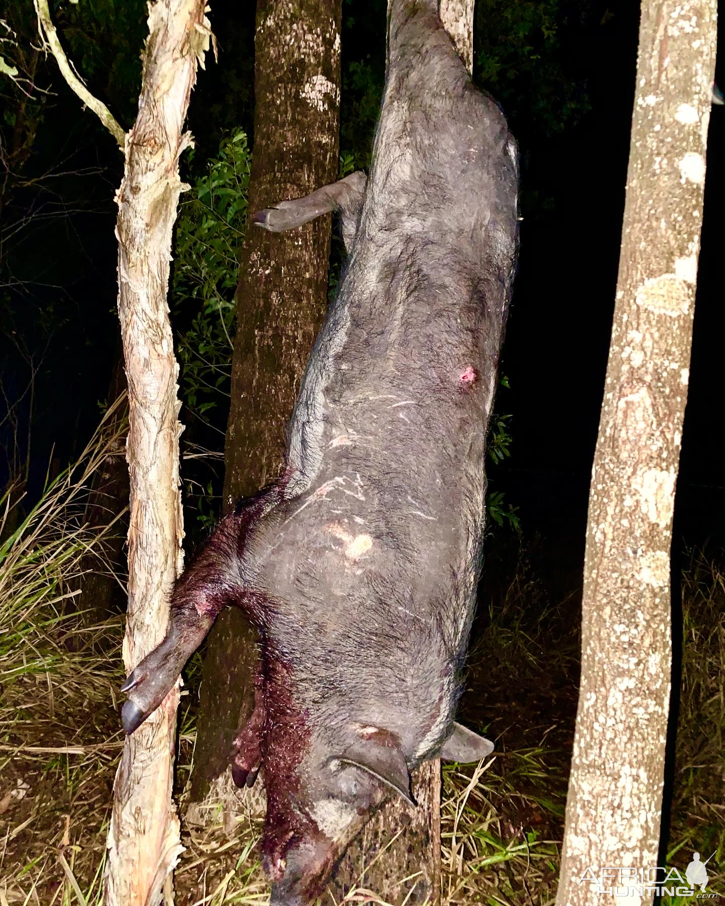 Sugar Cane Boar Hunting Australia