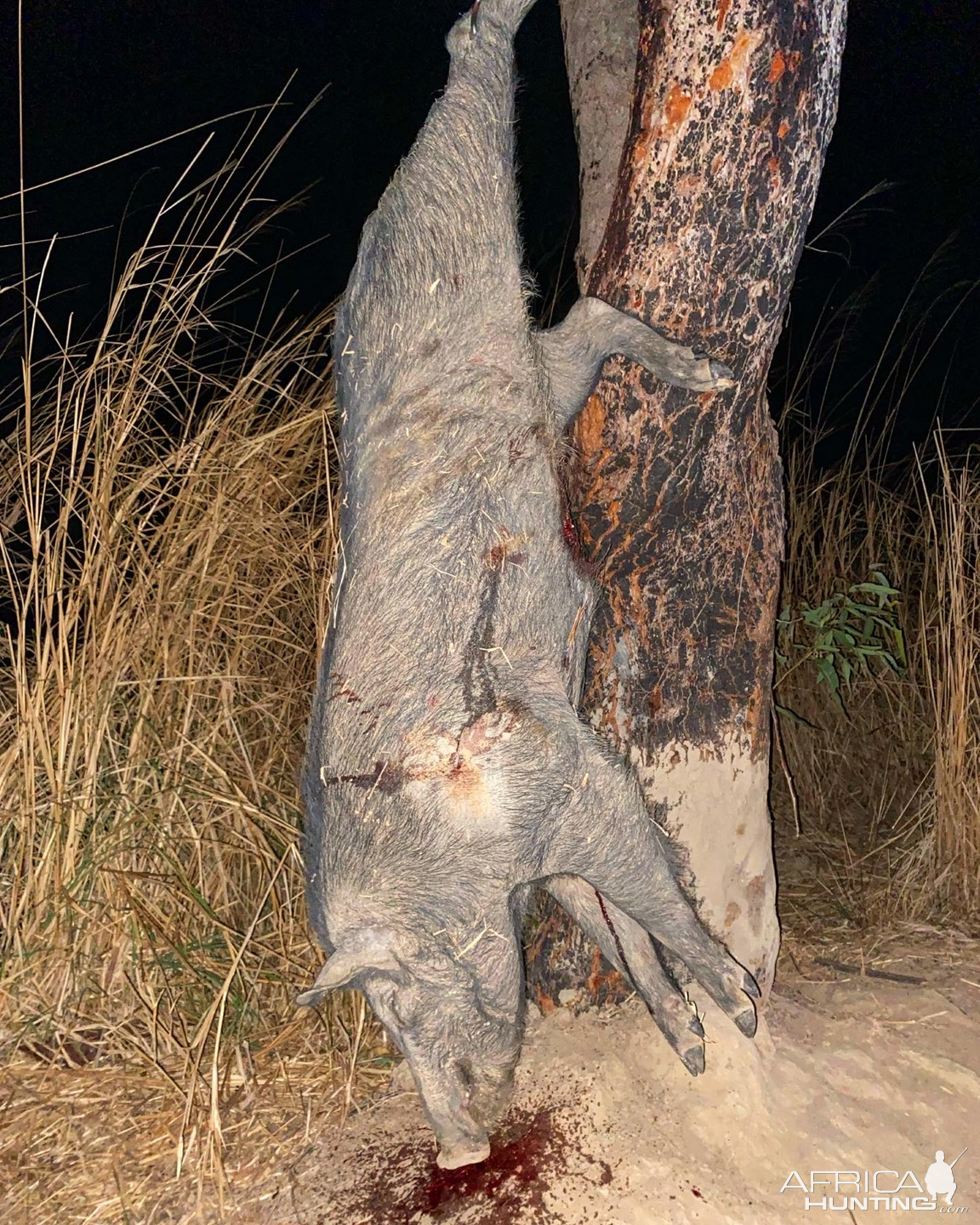 Sugar Cane Boar Hunting Australia