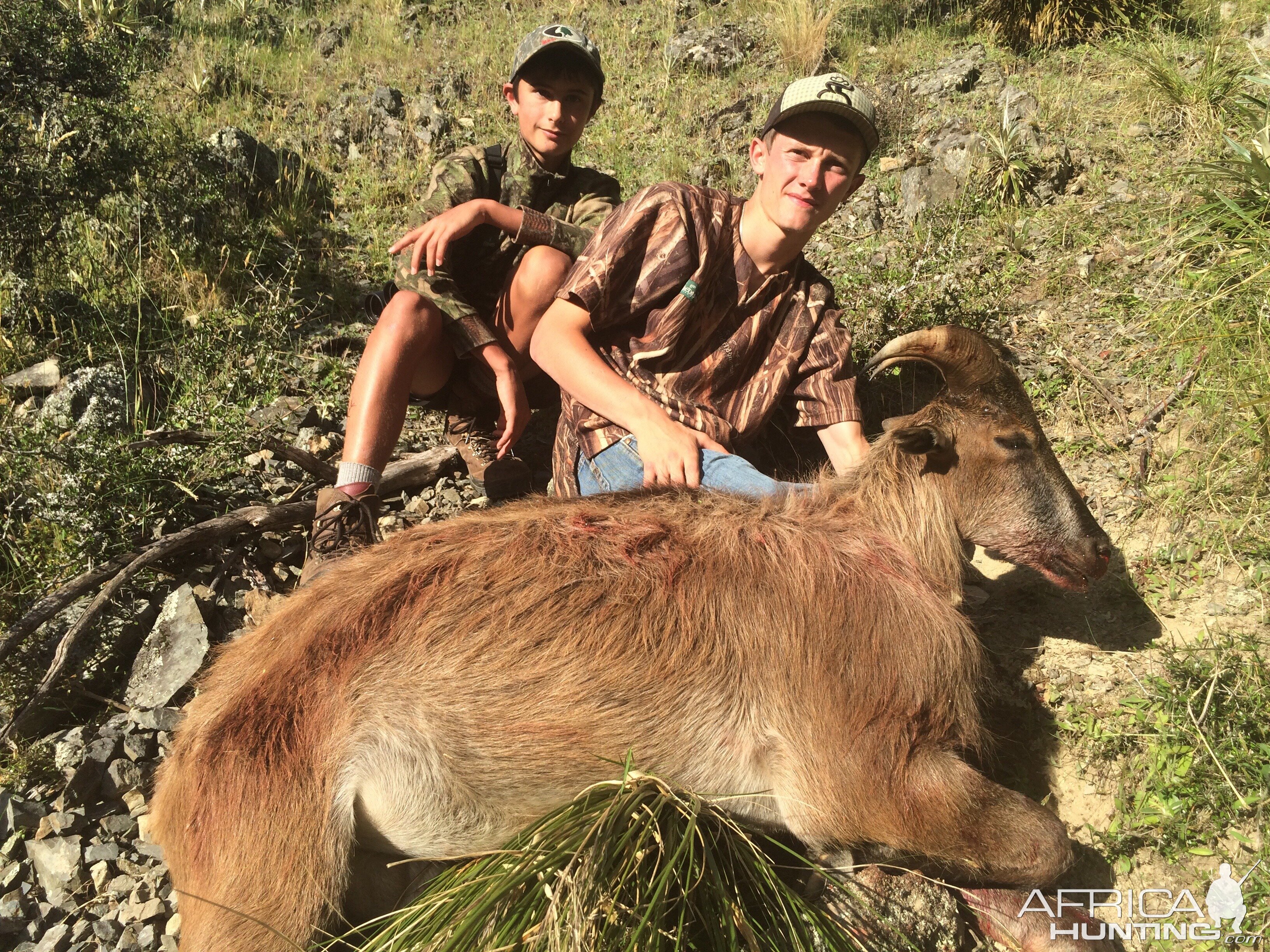 Summer Bull Tahr Hunt