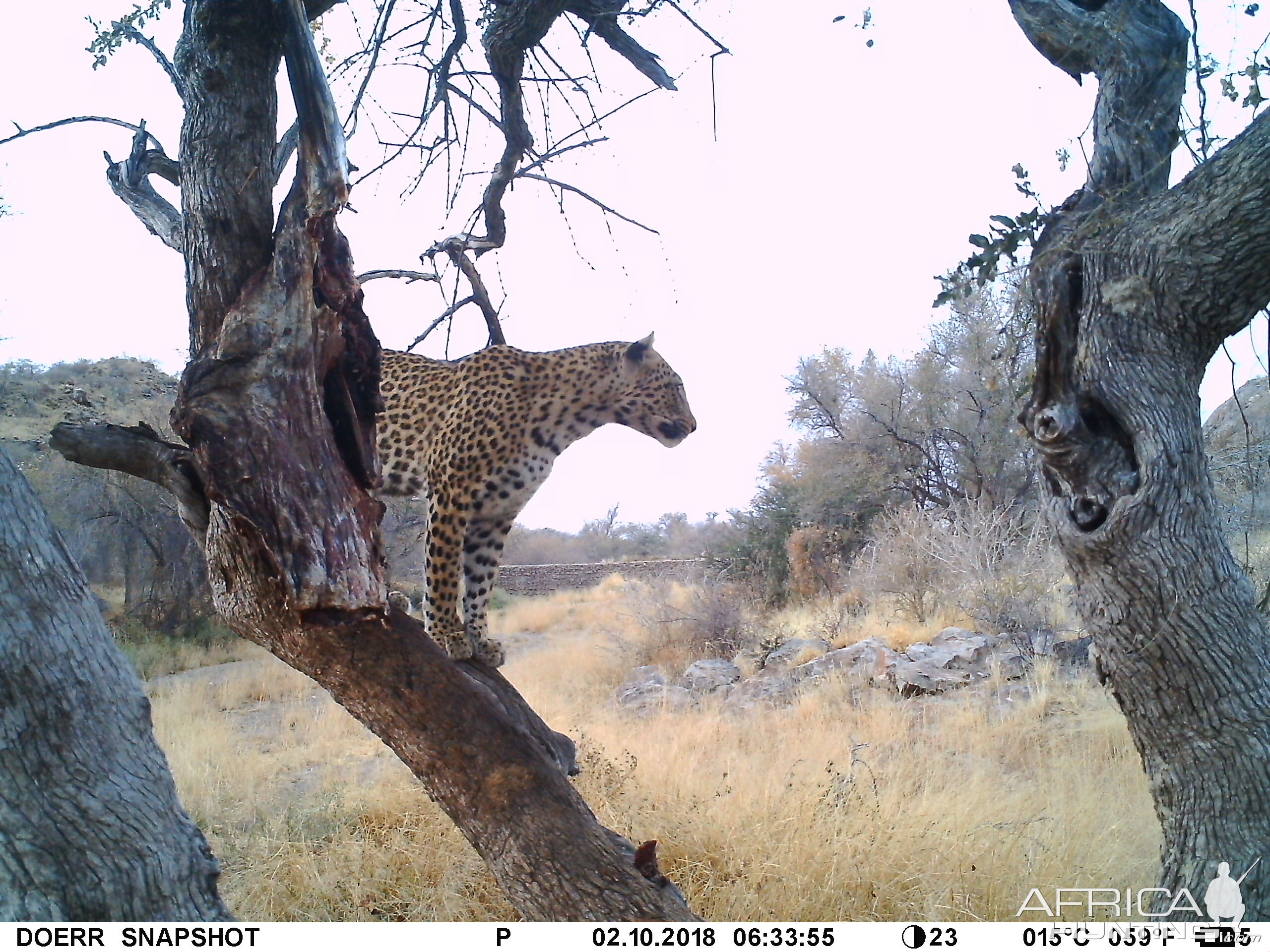 Sun rise in Namibia, lady of the night stayed up way past normal time