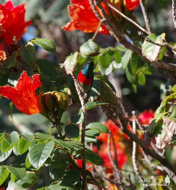 Sunbird in South Africa