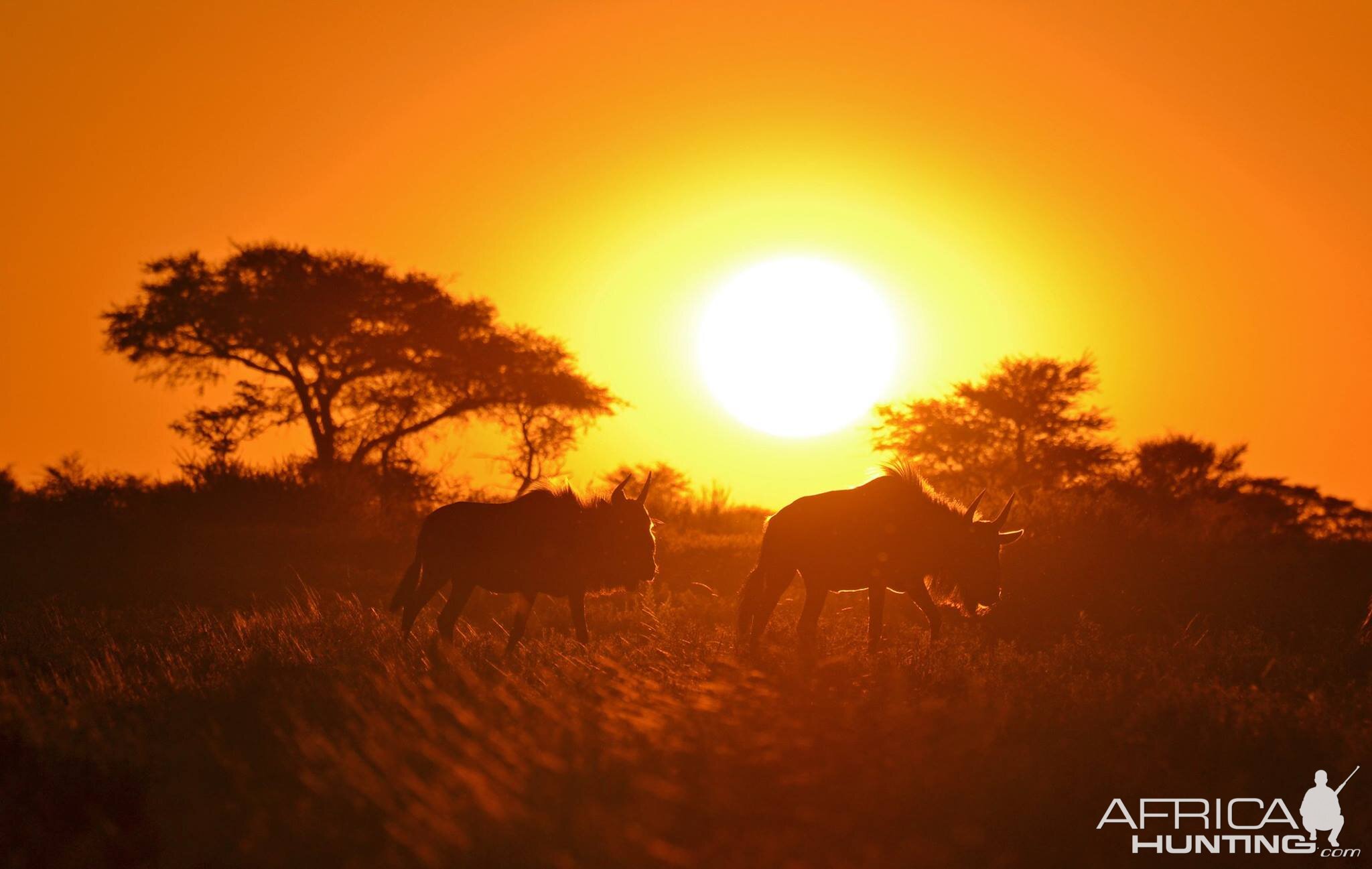 Sunset Blue Wildebeest Namibia