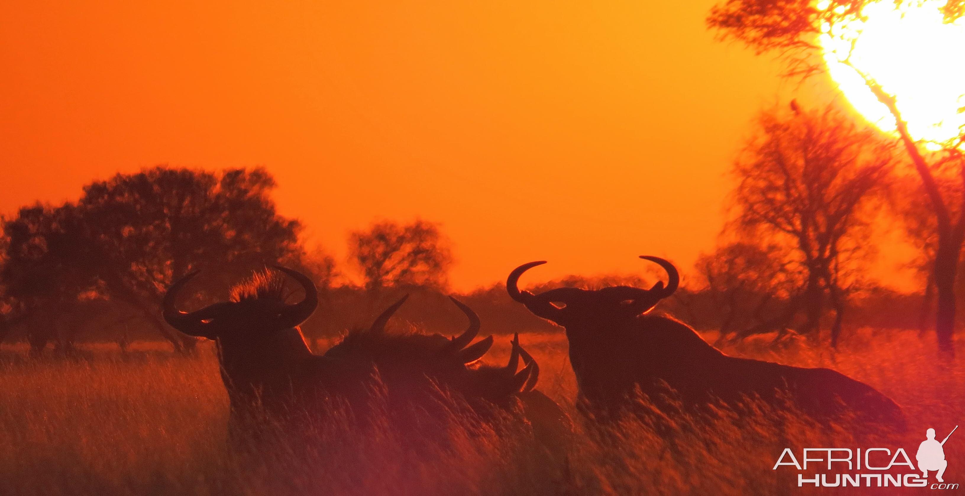 sunset wildebeest